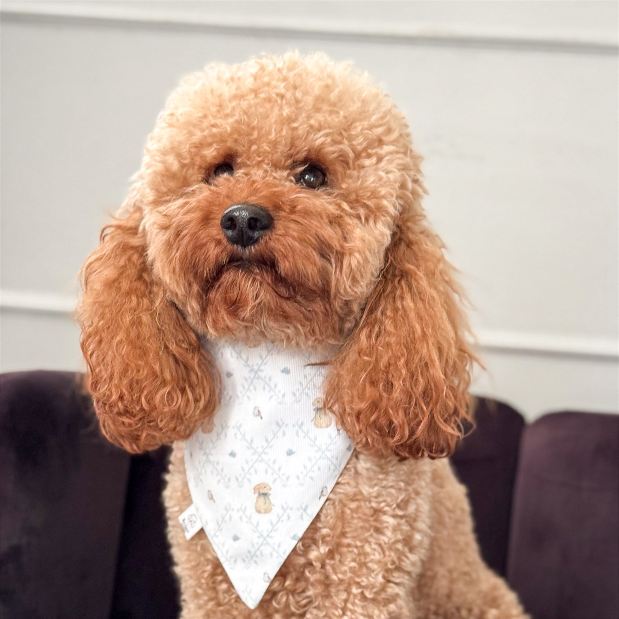 Brown poodle wearing the Easter bandana with bunnies.