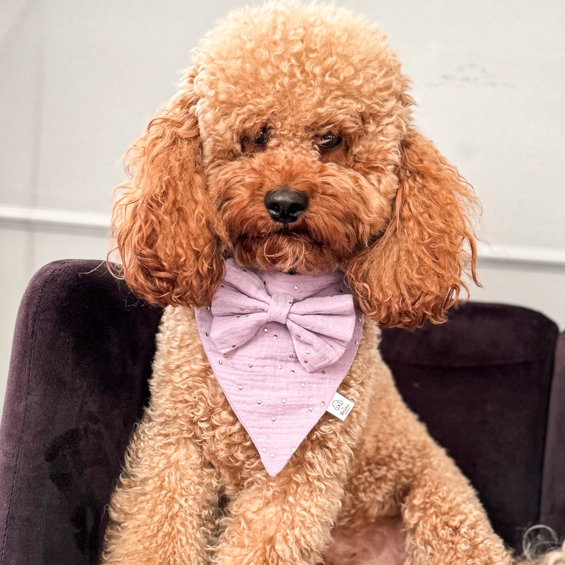 Poodle wearing a purple dog bandana and bow tie sitting on a chair.
