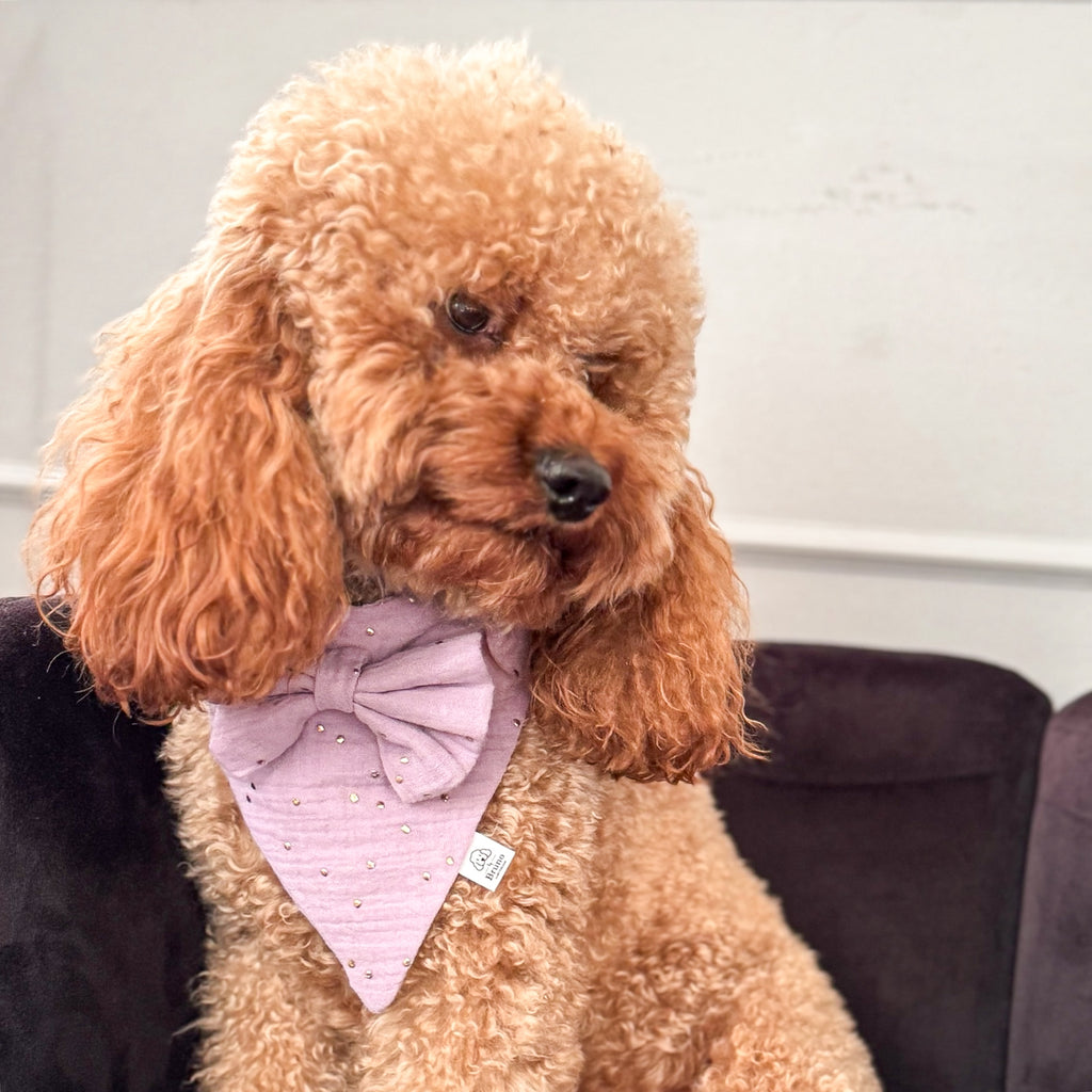 Brown poodle wearing a ppurple dog bandana and bow tie sitting on a chair.

