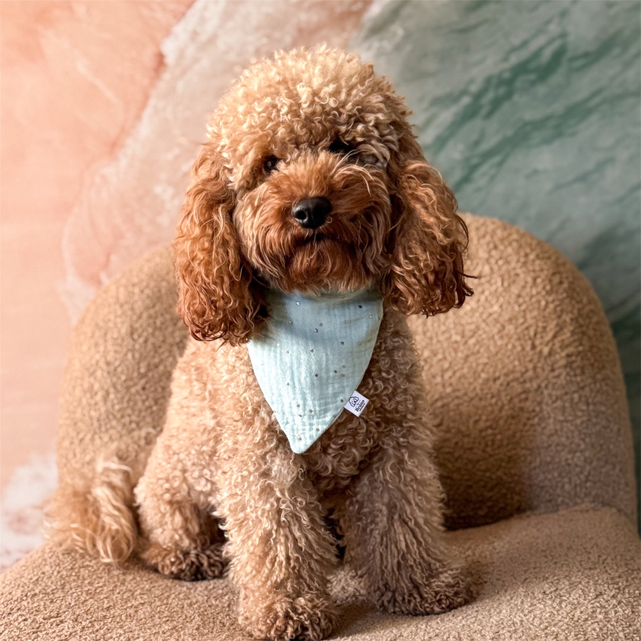 Small brown poodle wearing a mint bandana sitting on a chair.

