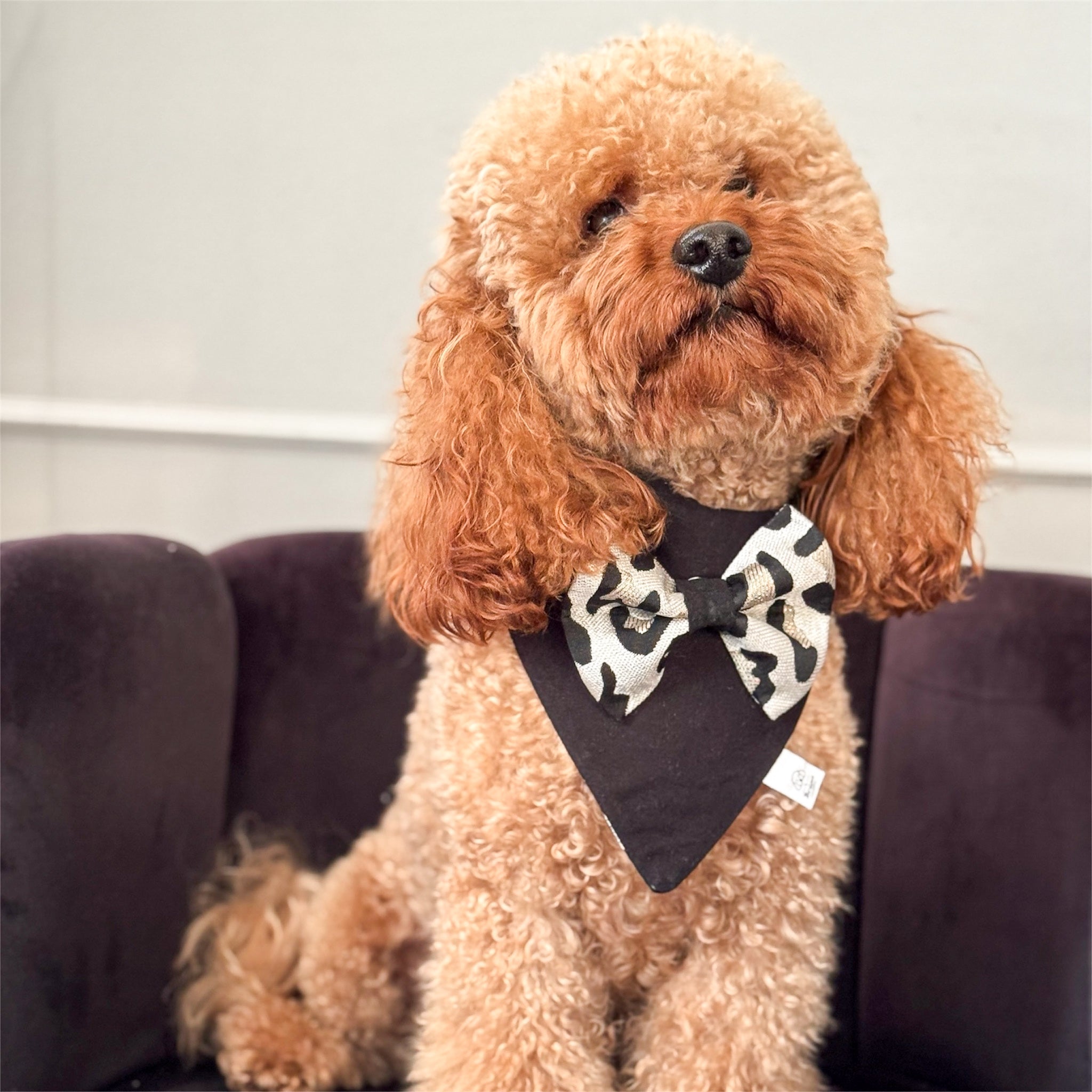 Brown poodle wearing a black bandana with a leopard bow.