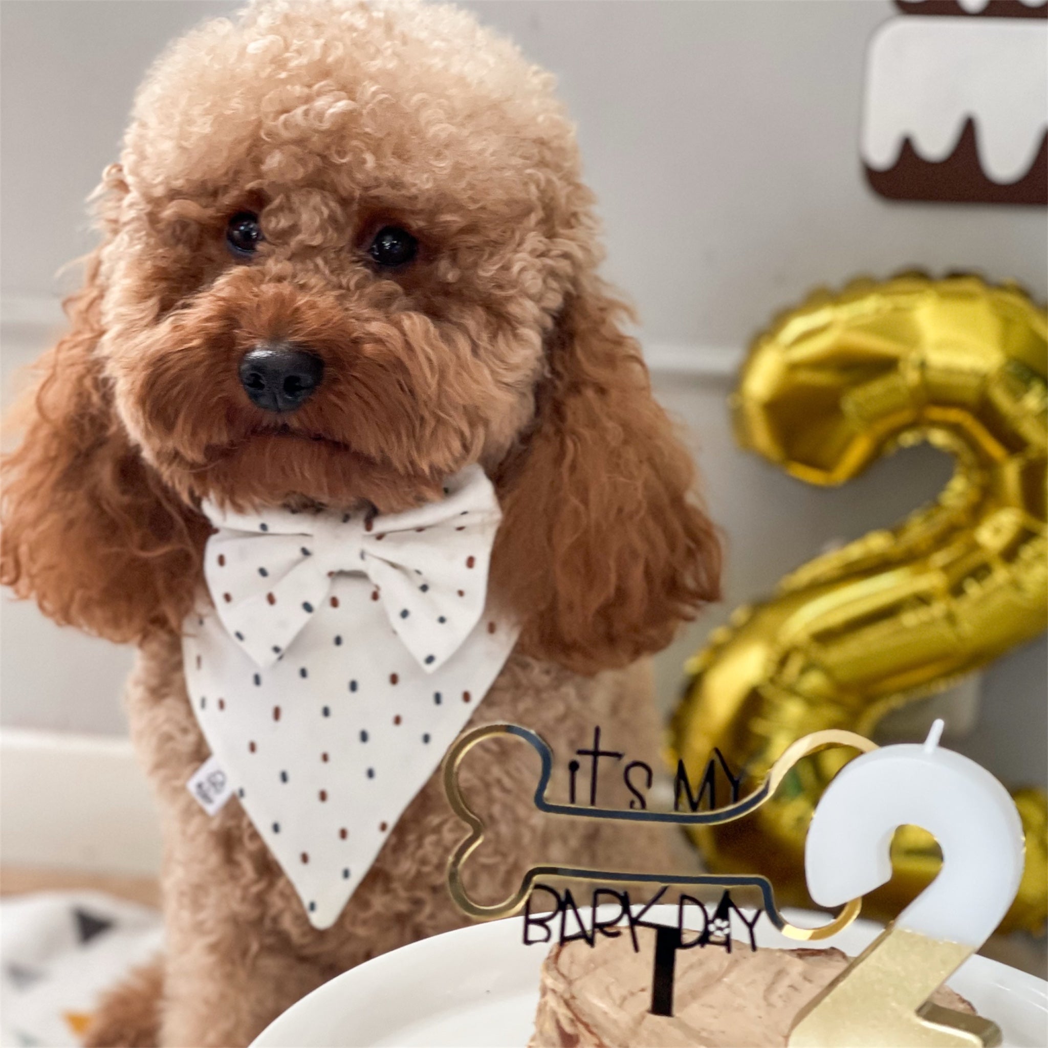 Brown poodle wearing the confetti bandana and bow.