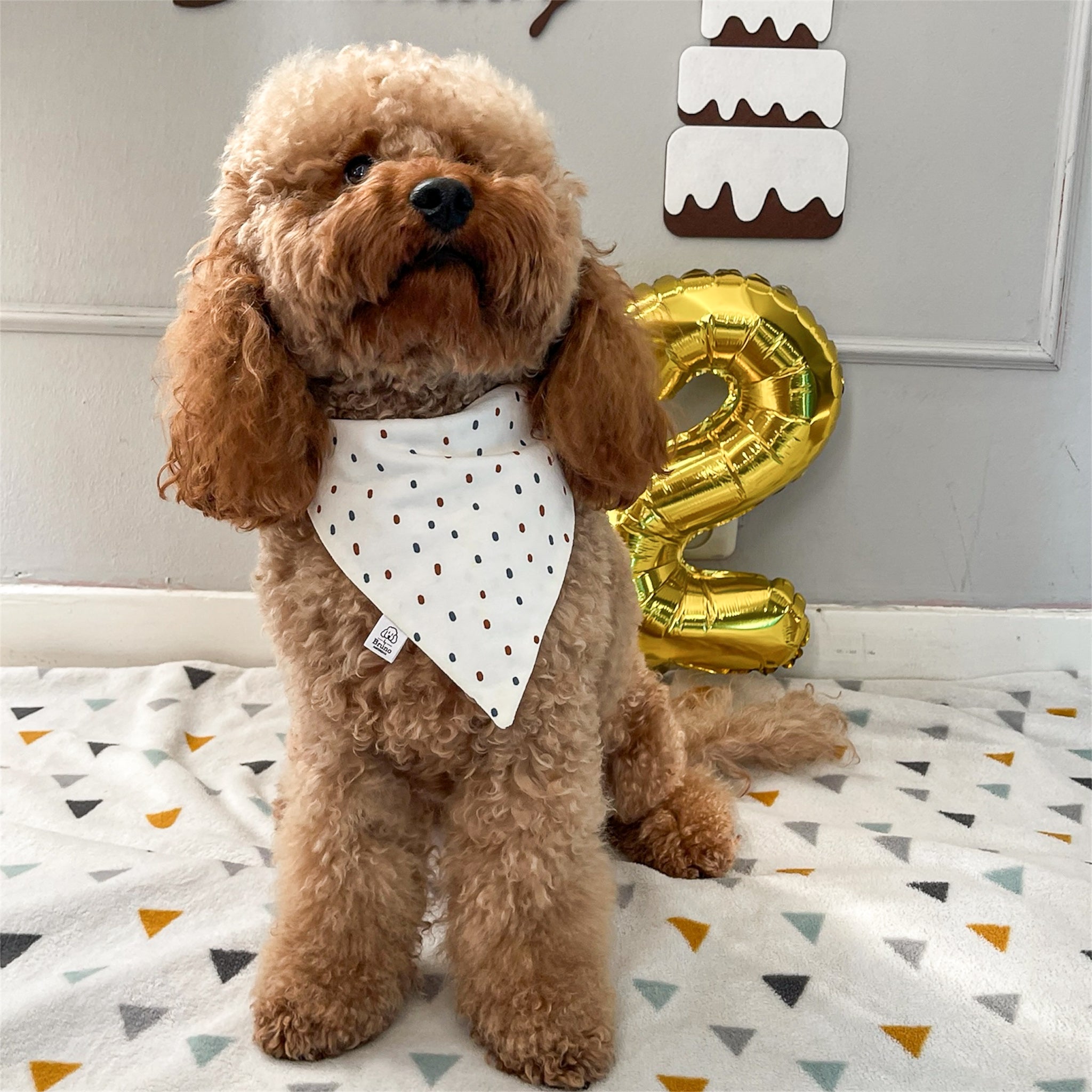 Brown poodle wearing the confetti bandana.
