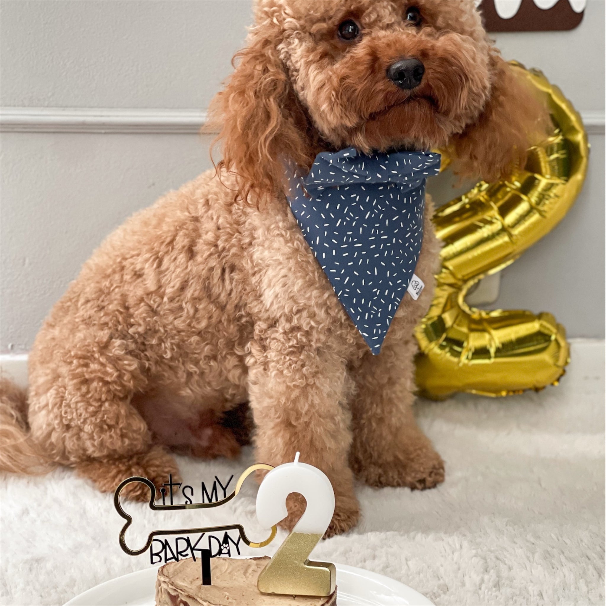 Brown poodle wearing the Celebration bandana and bow.