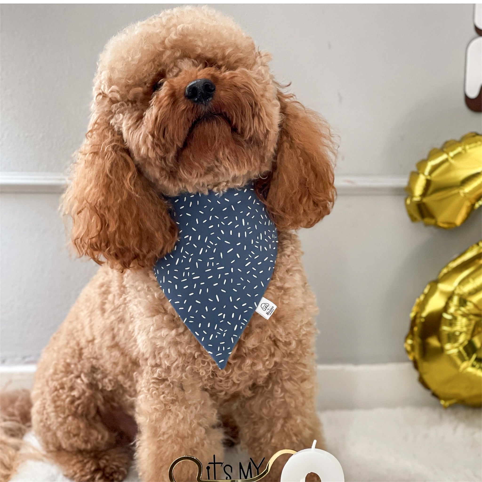Brown poodle wearing the Celebration bandana.