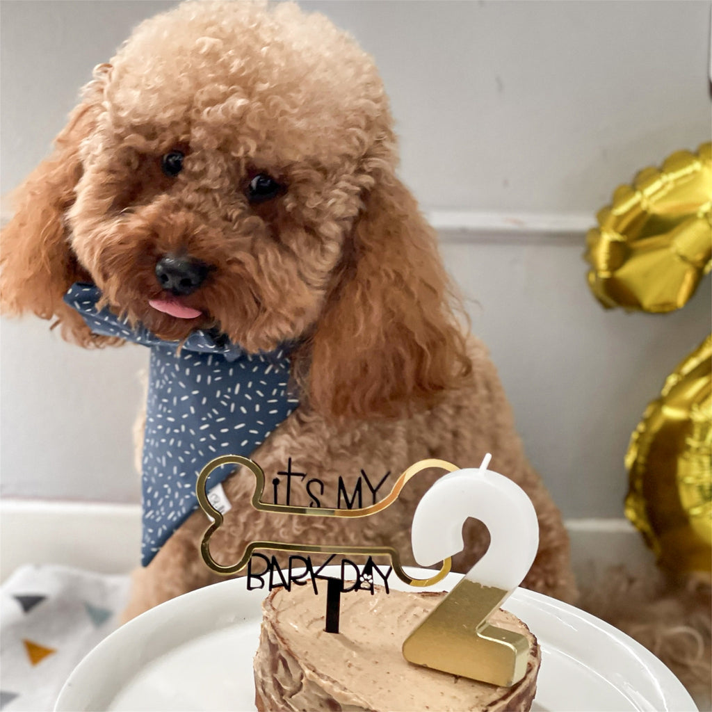 Brown poodle wearing the Celebration bandana and bow.