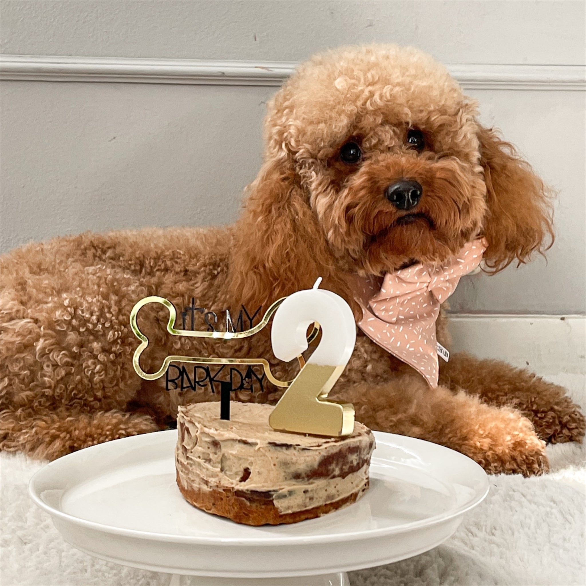 Brown poodle wearing the Wish bandana and bow.