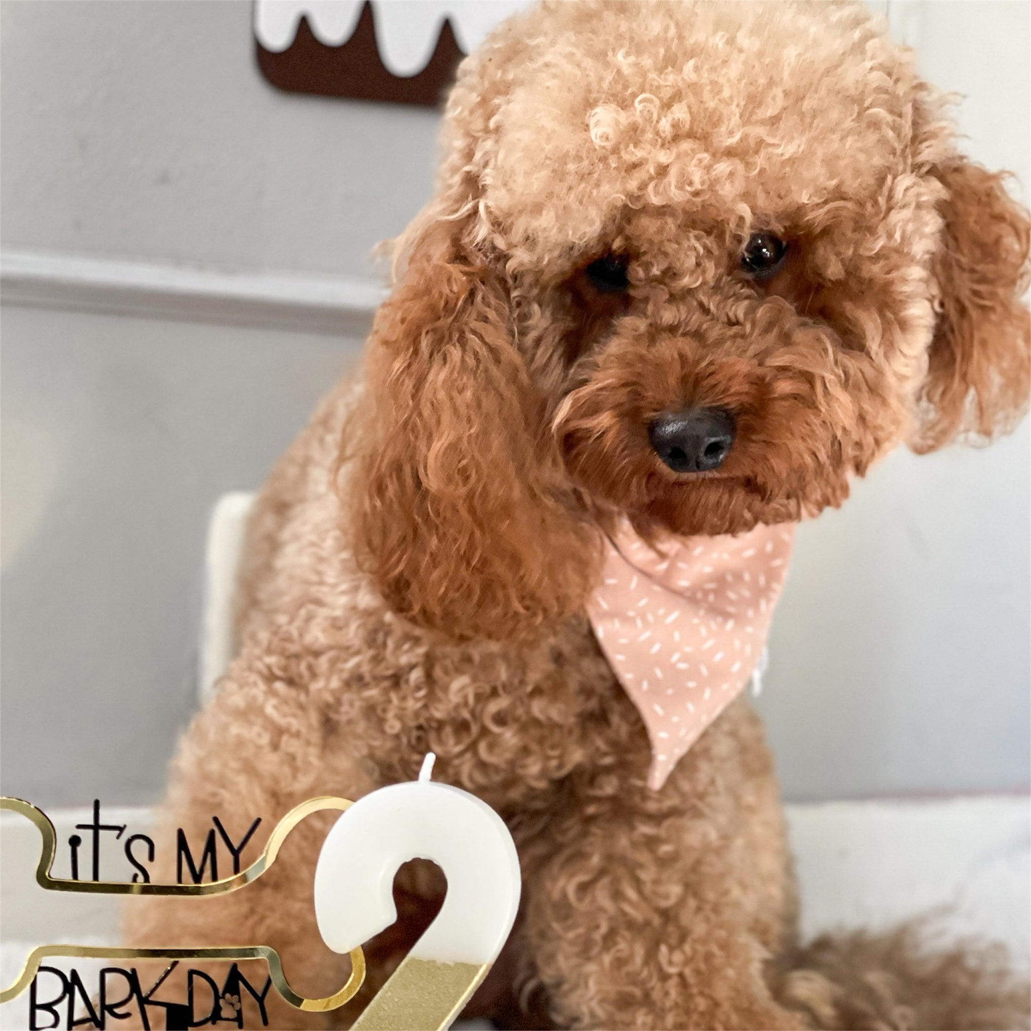 Brown poodle wearing the Wish bandana.