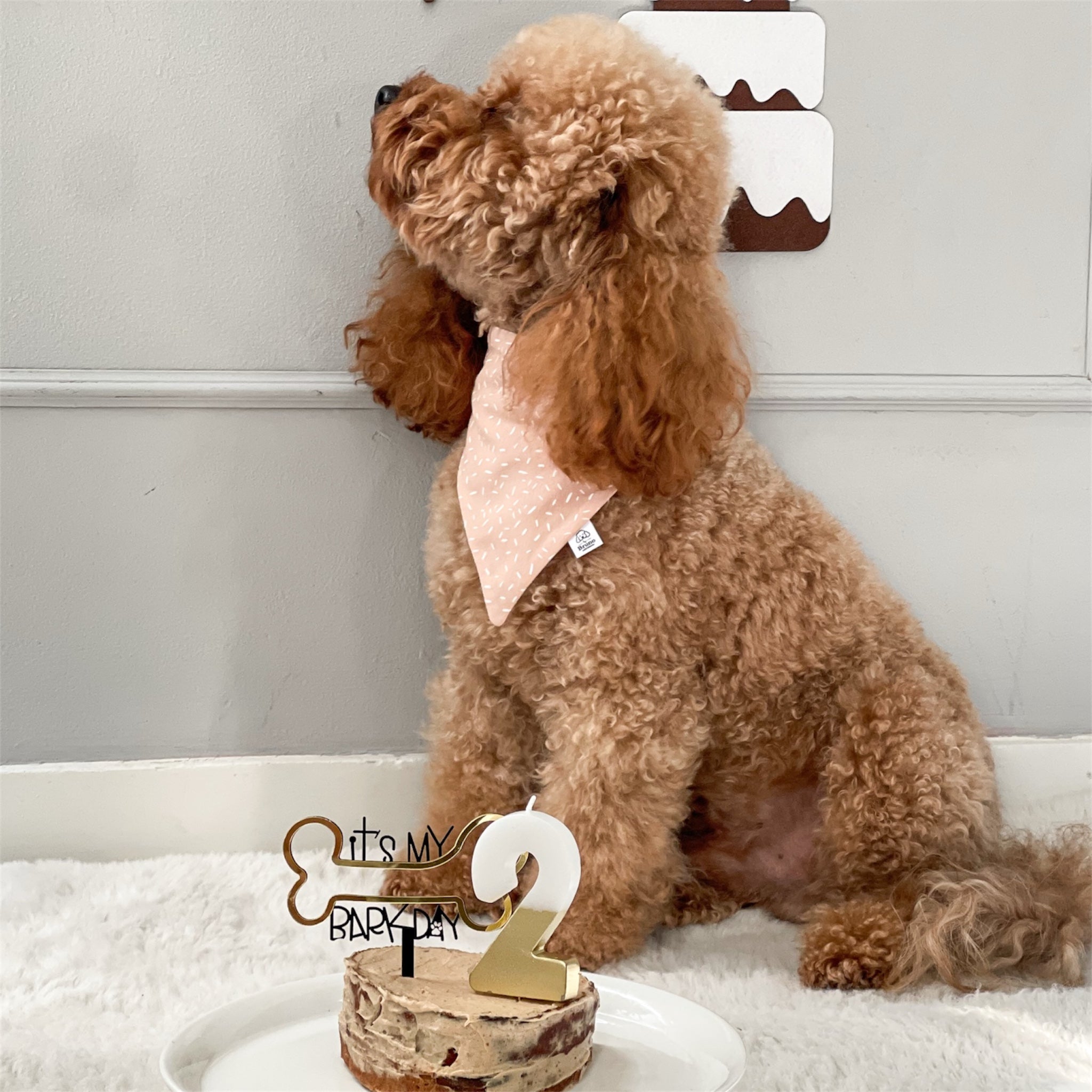 Brown poodle wearing the Wish bandana.