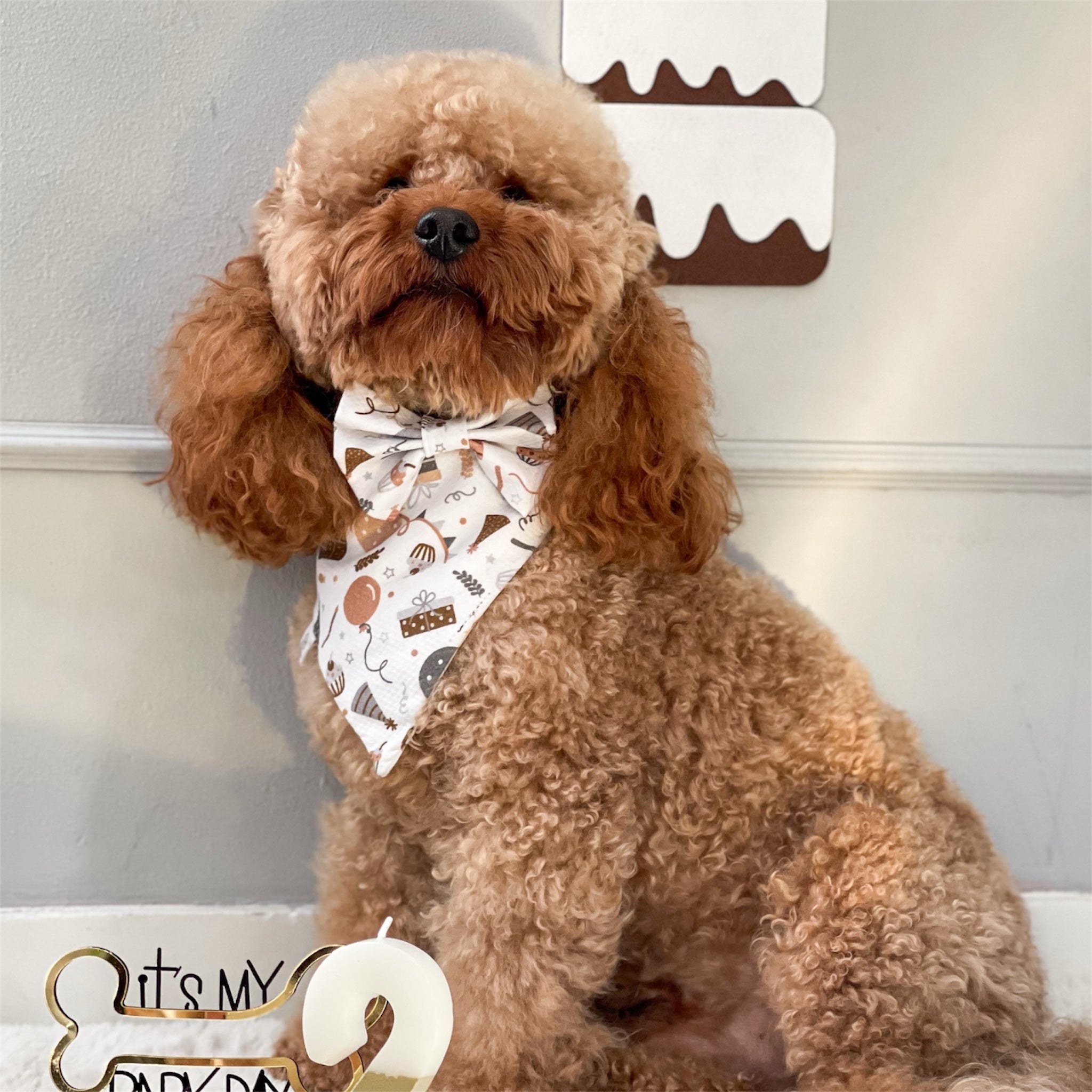 Brown poodle wearing La Fiesta bandana and bow.