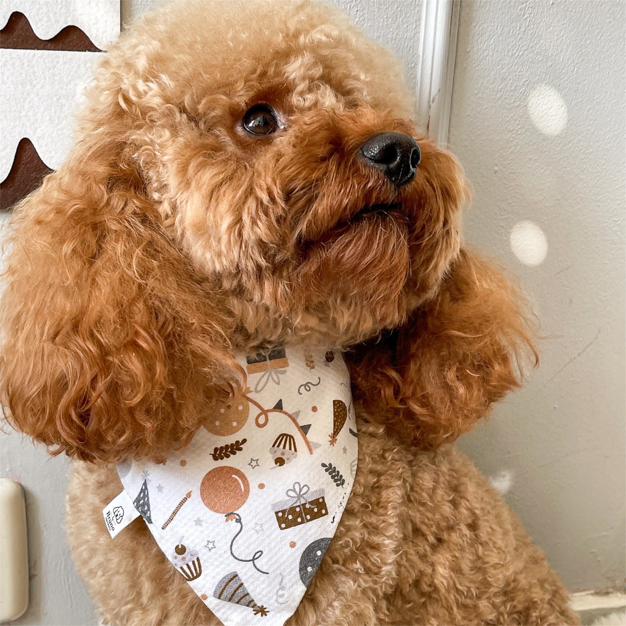 Brown poodle wearing La Fiesta bandana.