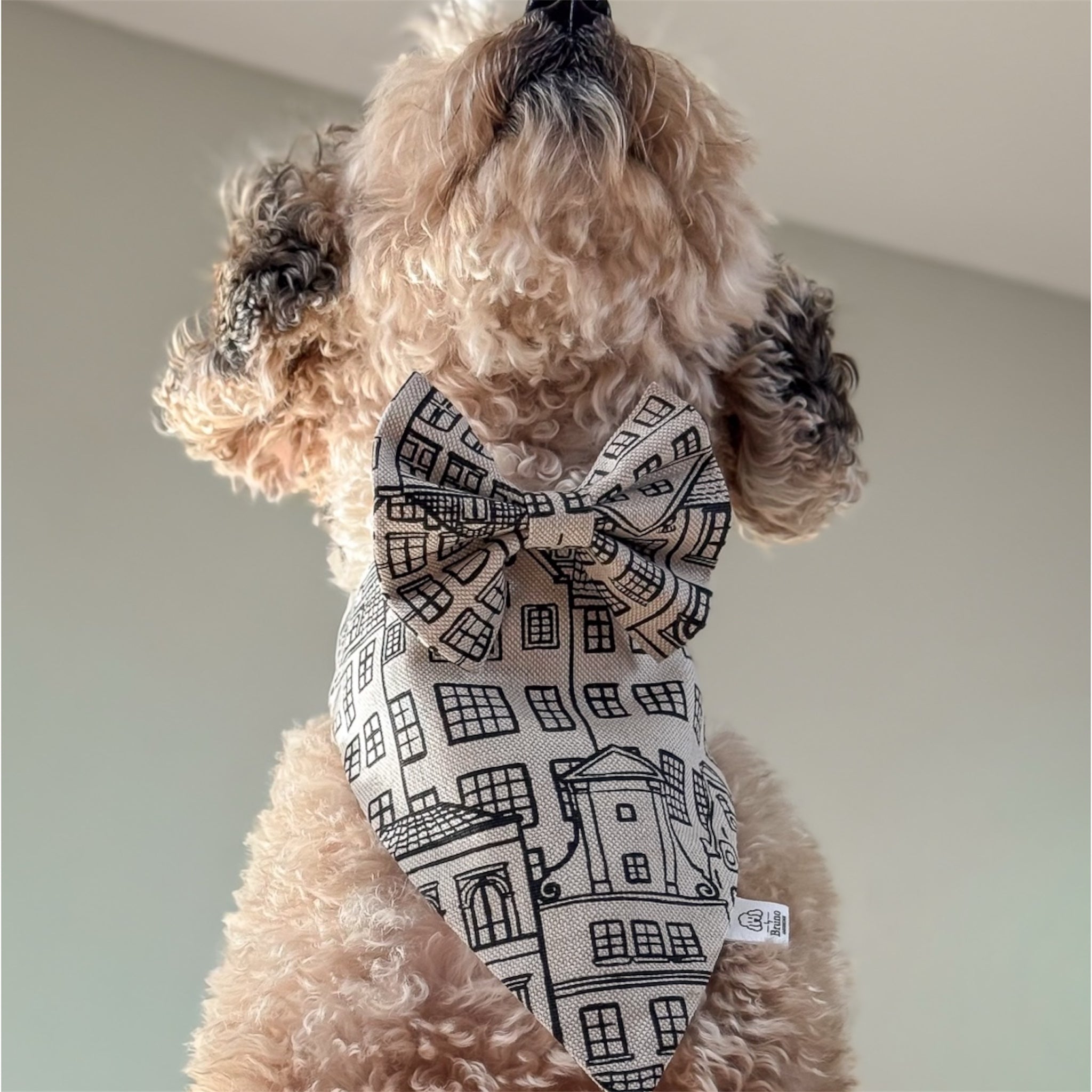 A poodle wearing the Amsterdam Canal Houses bandana.