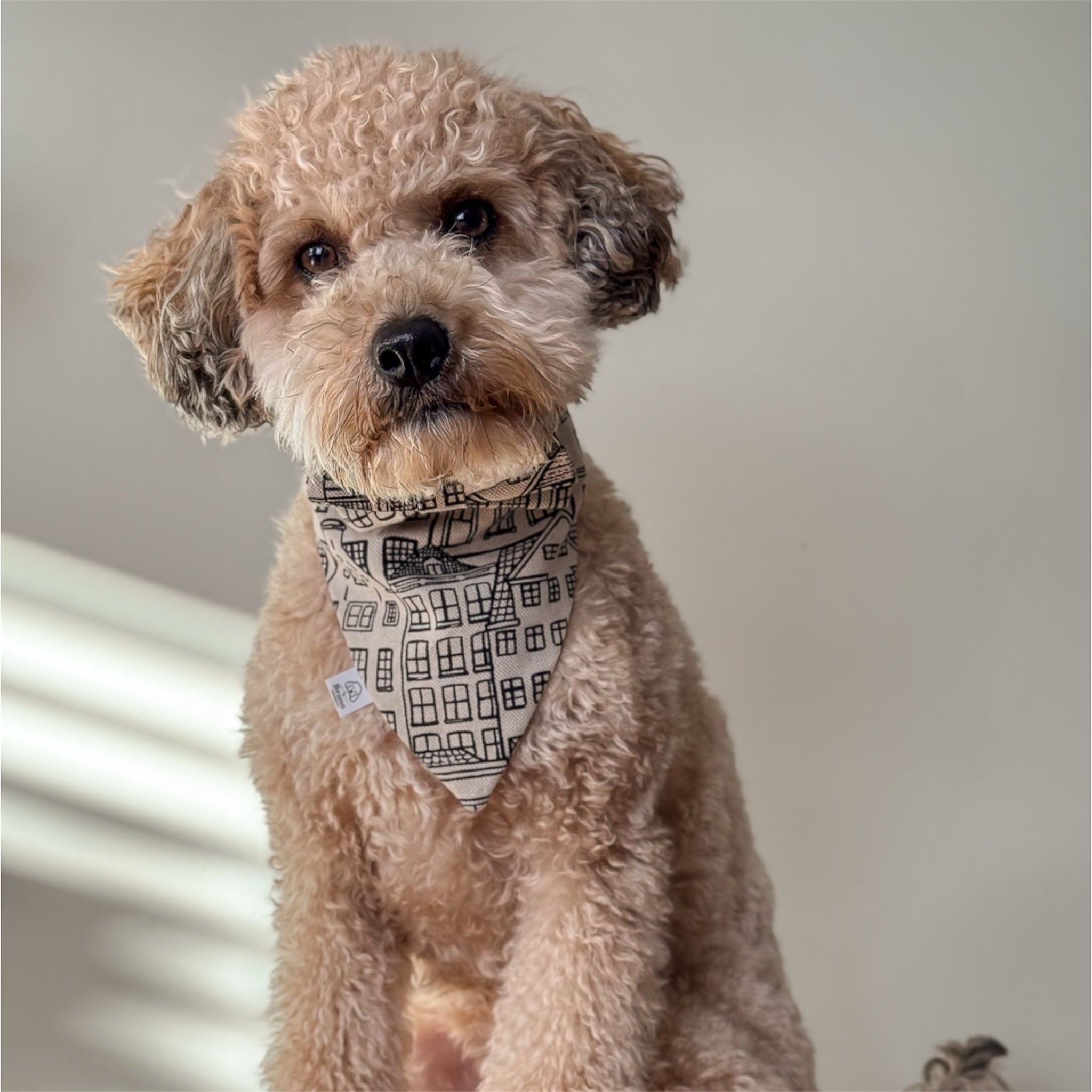 Amsterdam Canal Houses Bandana