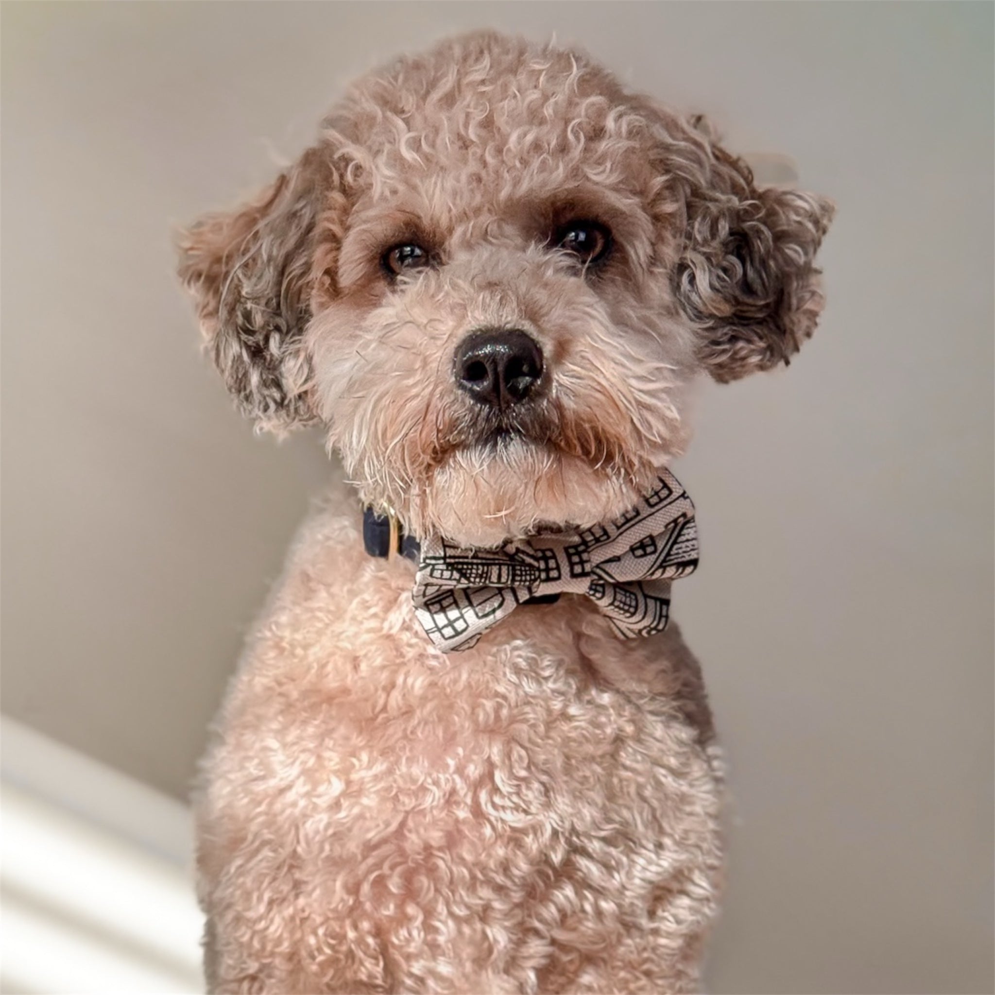 A poodle wearing the Amsterdam Canal Houses Bow.


