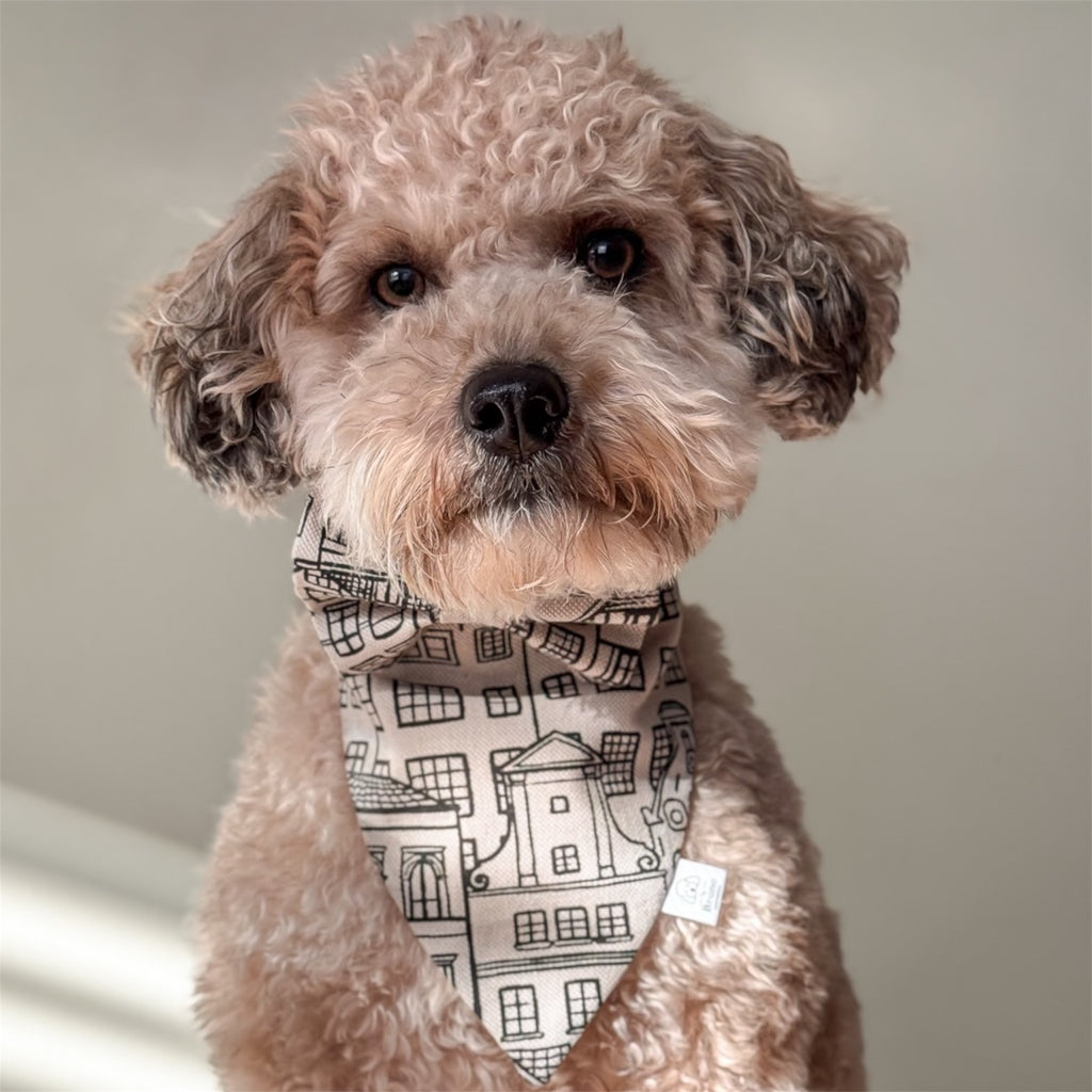 A poodle wearing the Amsterdam Canal Houses bandana.