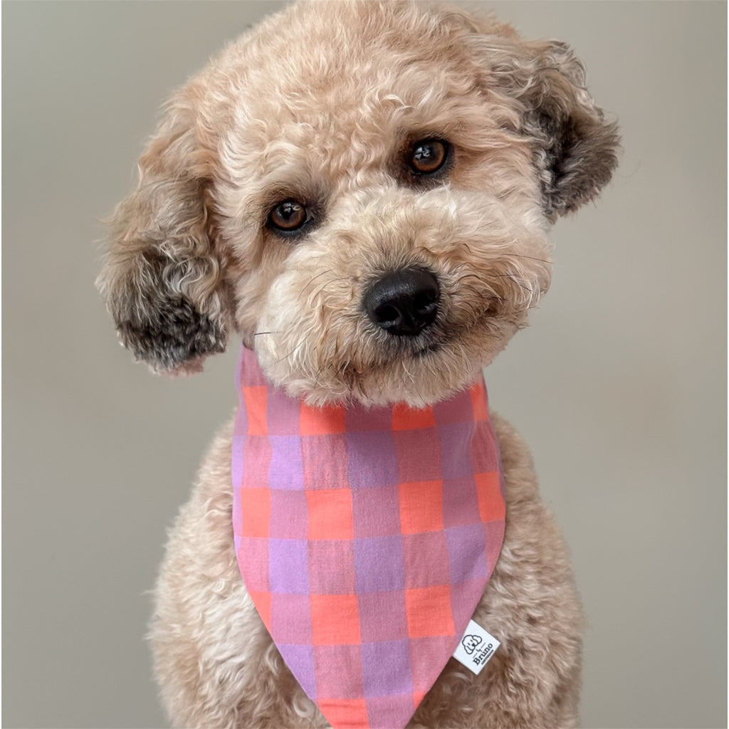 Poodle wearing a Provence check bandana.
