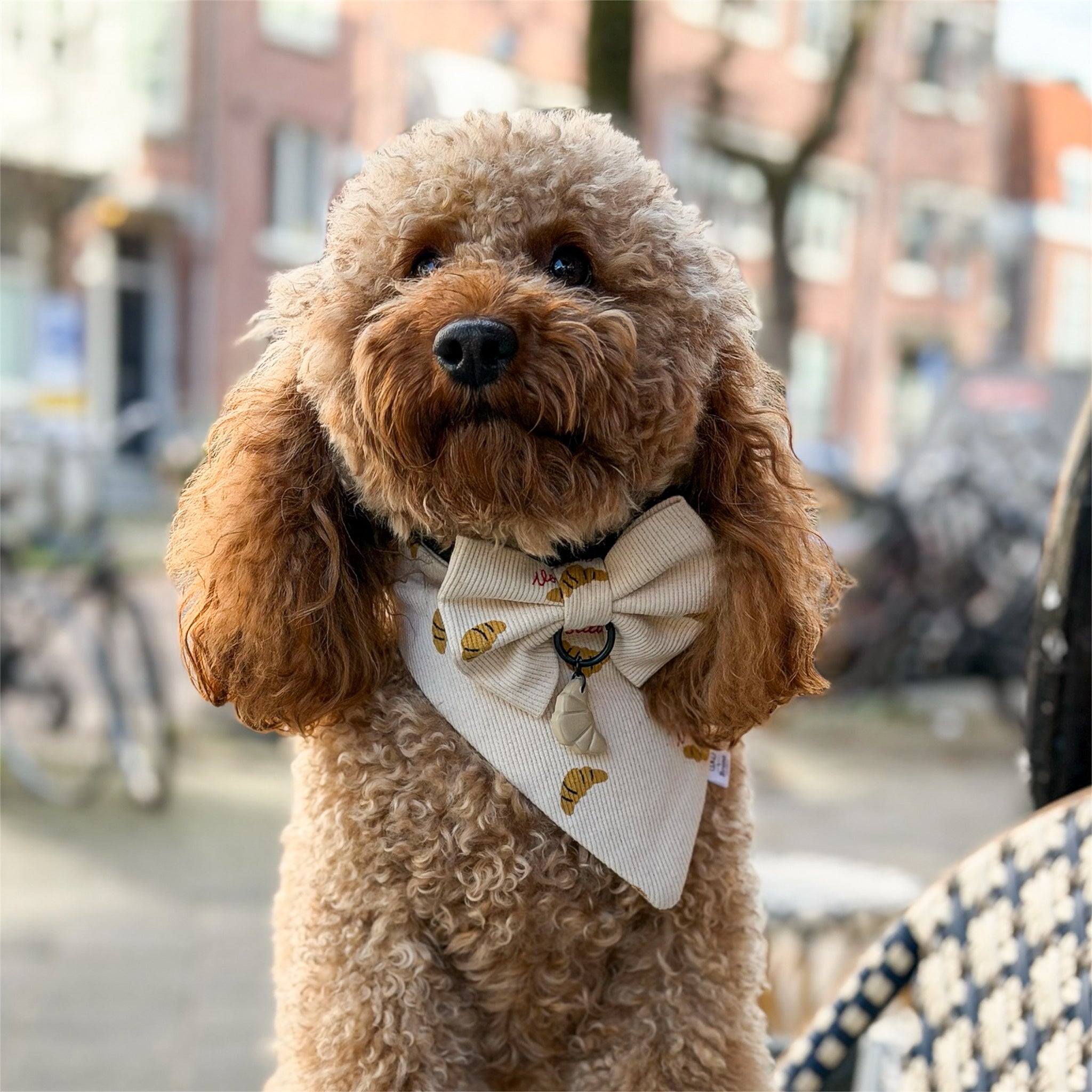 Red poodle wearing the Croissants bandana, bow and dog tag.
