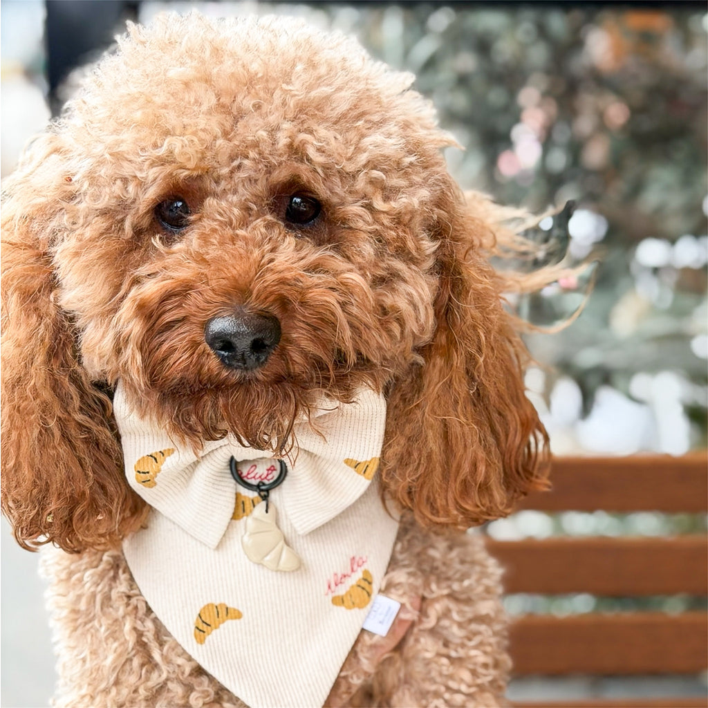 Red poodle wearing the Croissants bandana, bow and dog tag.