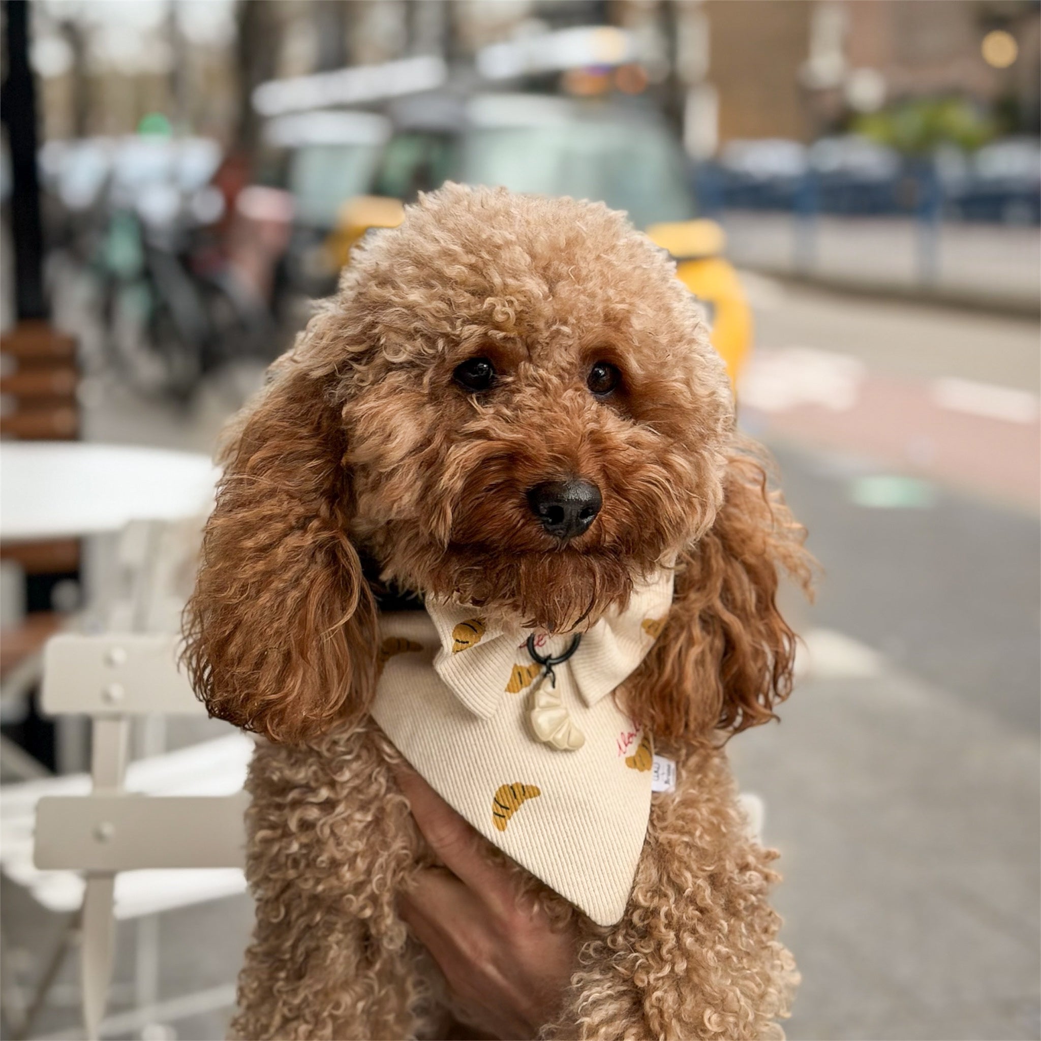Red poodle wearing the Croissants bandana, bow and dog tag.