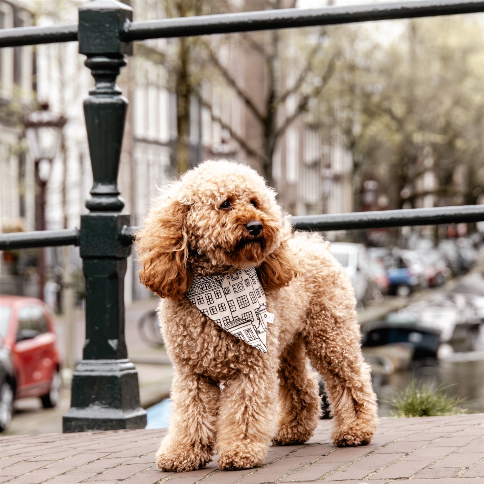 Dog wearing Amsterdam Canal Houses bandana.