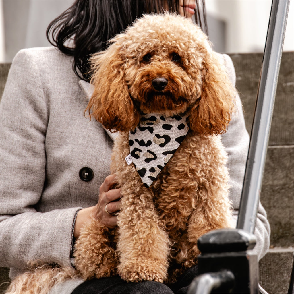 A poodle wearing the leopard bandana sitting on a woman's lap.