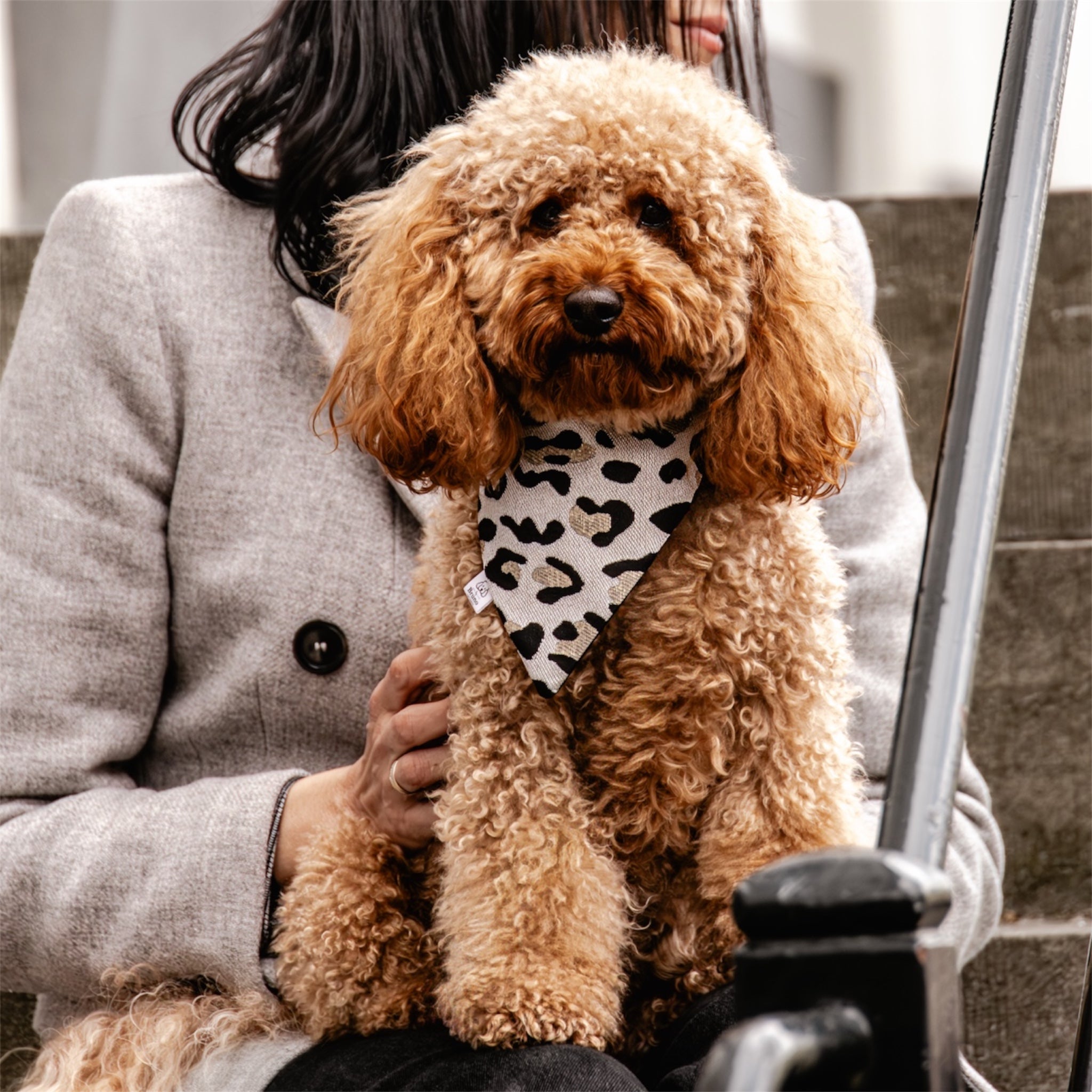 A poodle wearing the leopard bandana sitting on a woman's lap.