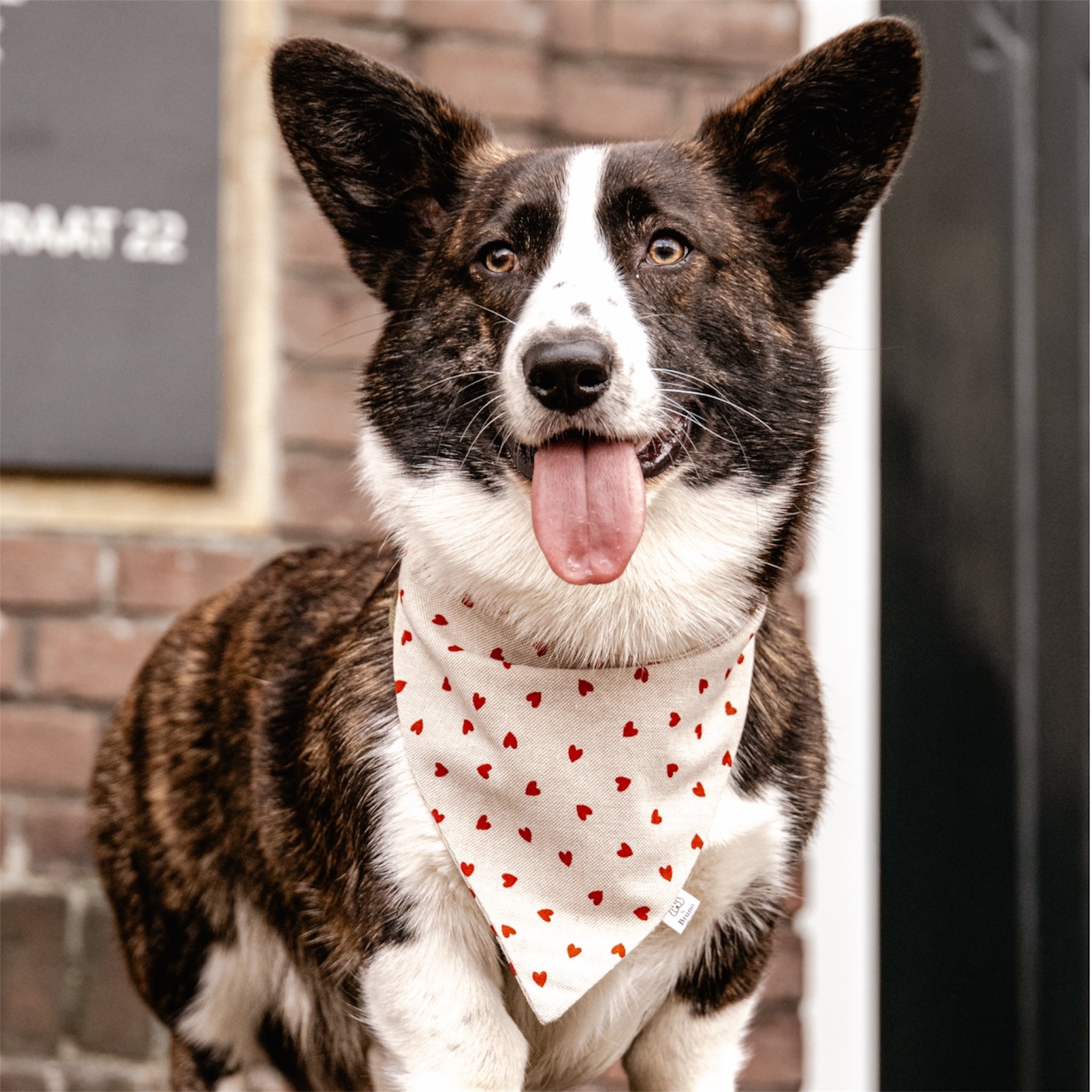 Dog wearing a beige bandana with red hearts on a brick background