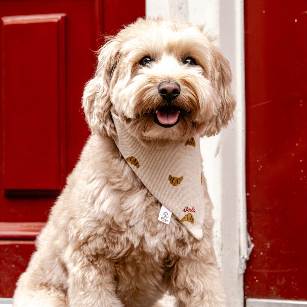 A doodle wearing the Croissants bandana in front of a red door.