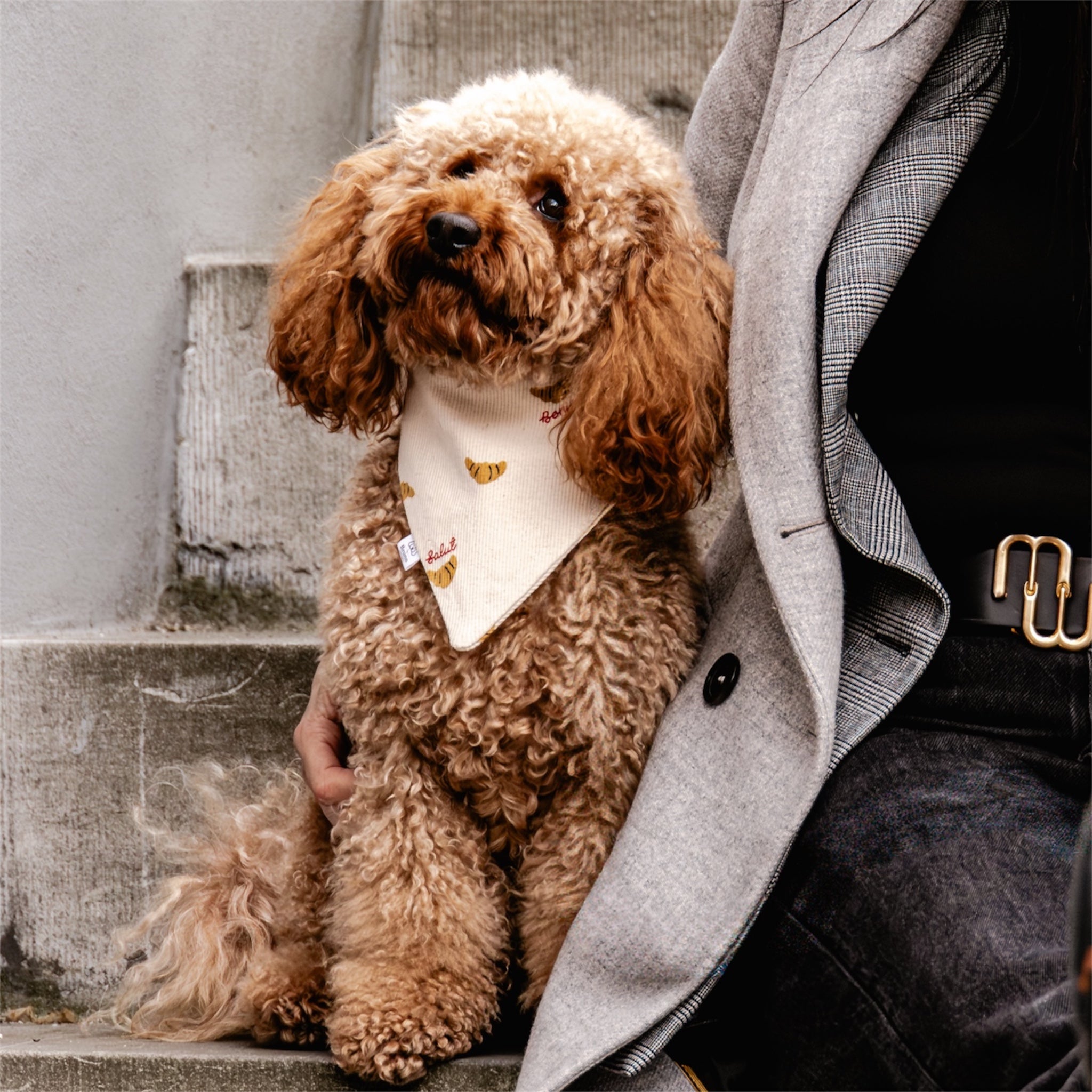 A poodle wearing the Croissants bandana, sitting on stairs with a woman.