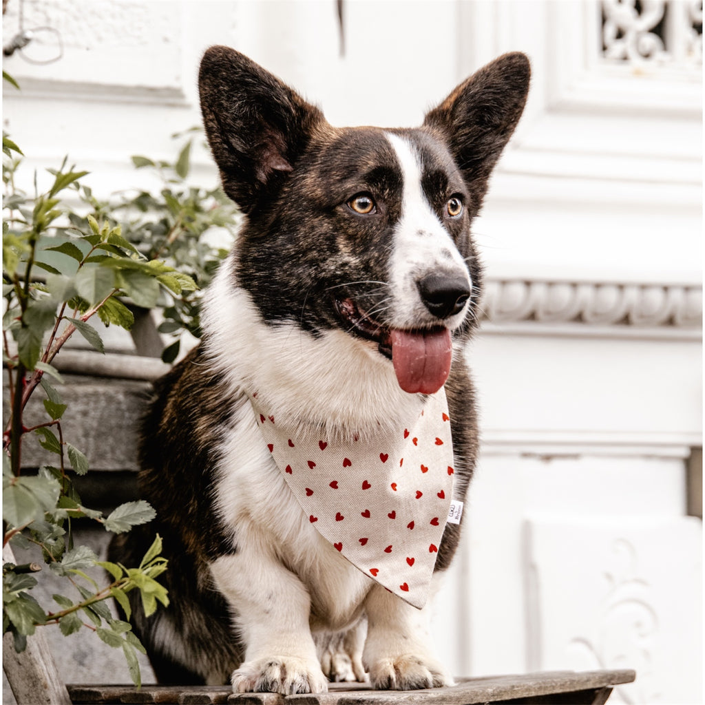 Dog wearing a beige bandana with red heart patterns sitting outdoors.