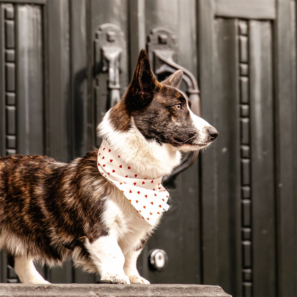 Dog wearing a beige bandana with red hearts in front of a door.