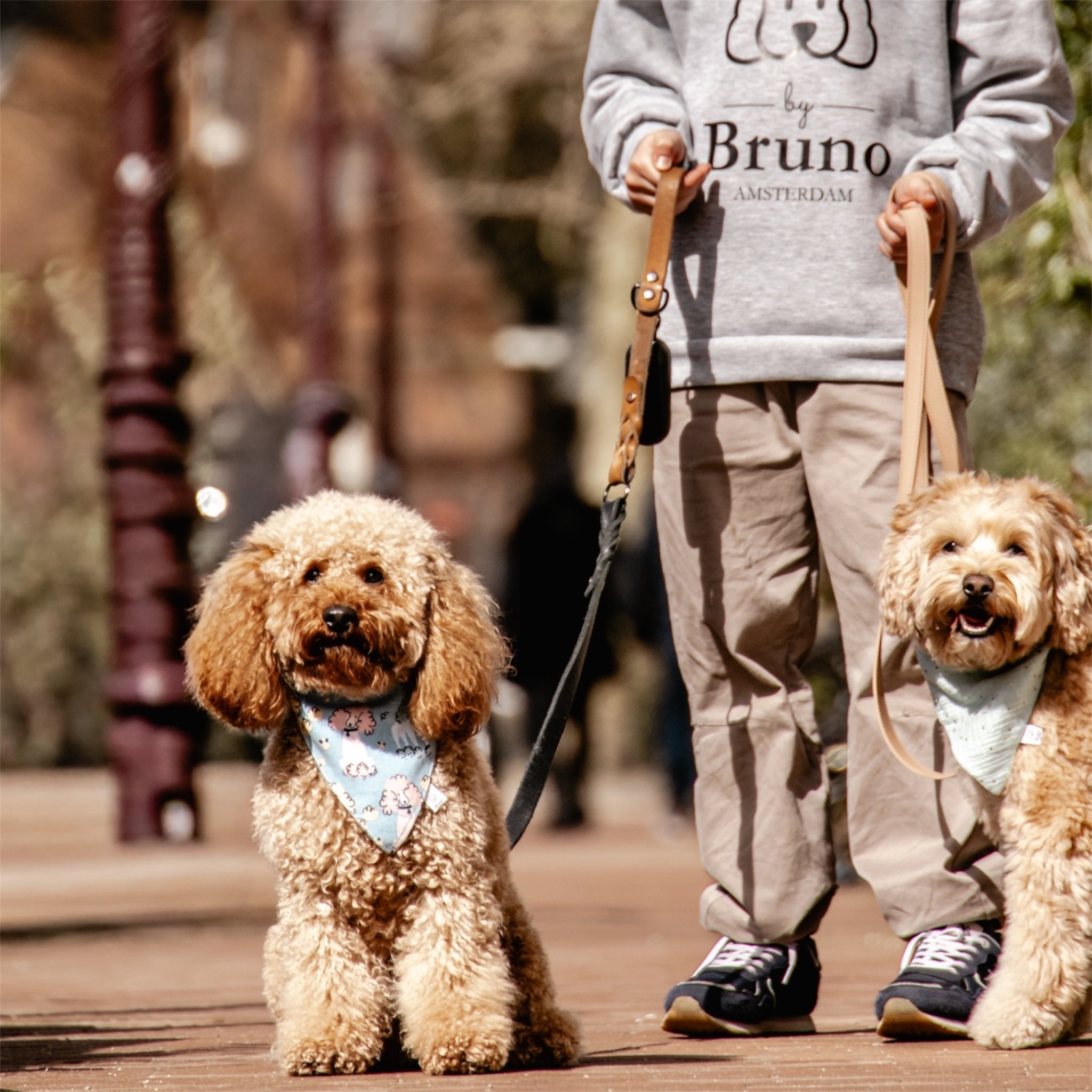 A boy walking a poodle wearing Poodles dog bandana and a doodle wearing Mint Celeste bandana.