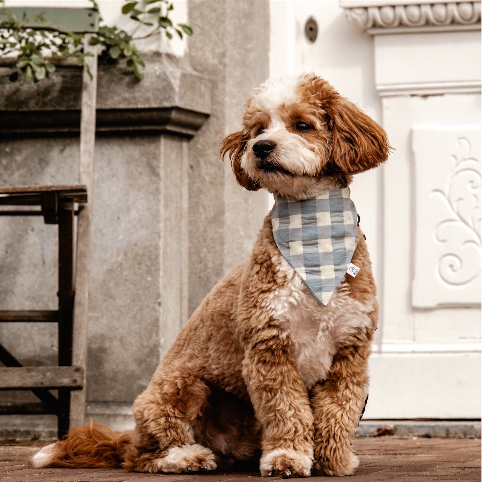 A maltipoo wearing Riviera Check bandana in front of a white door.