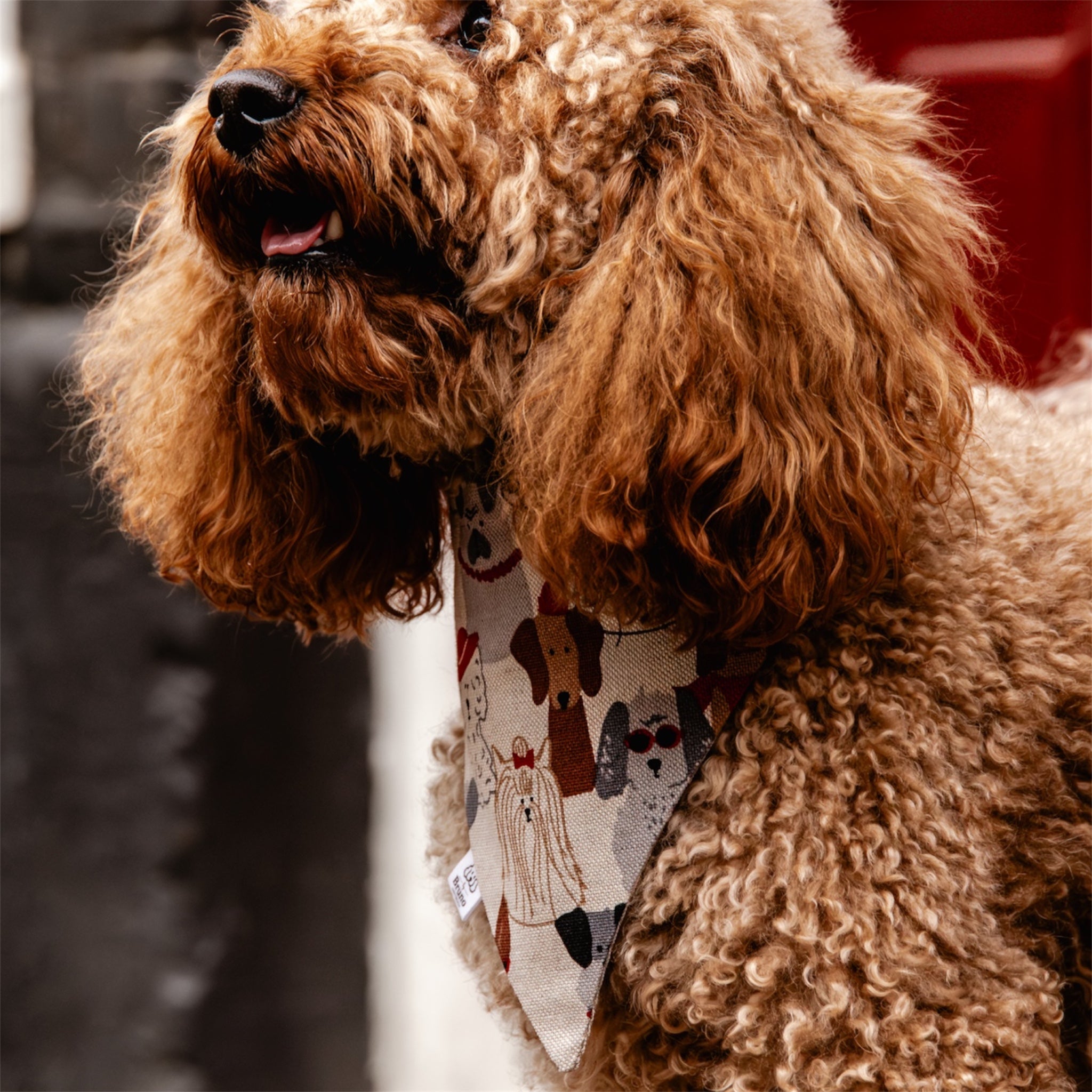 A poodle wearing the Cute Dogs bandana in front of a red door.