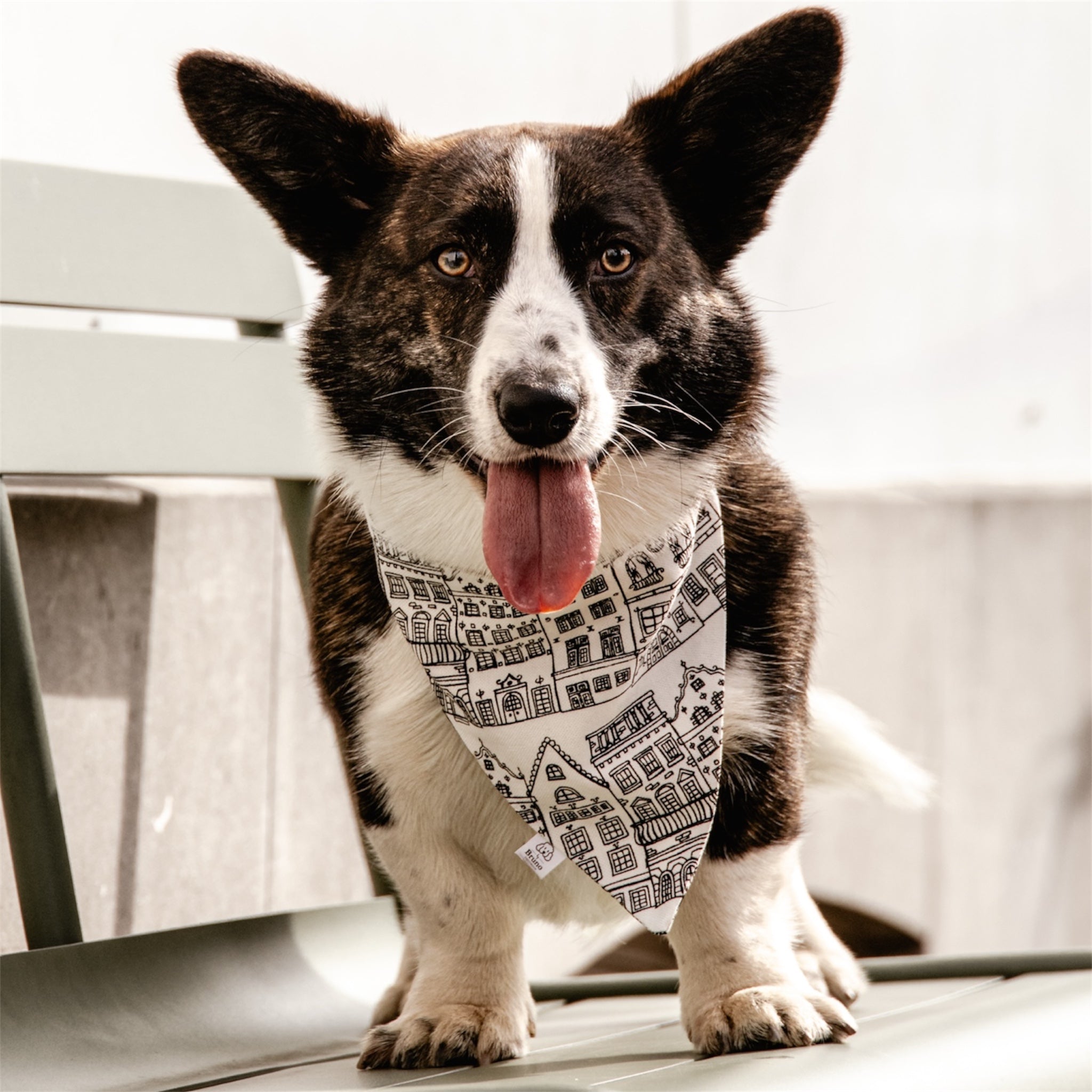 A corgi wearing the Amsterdam bandana standing on a bench.