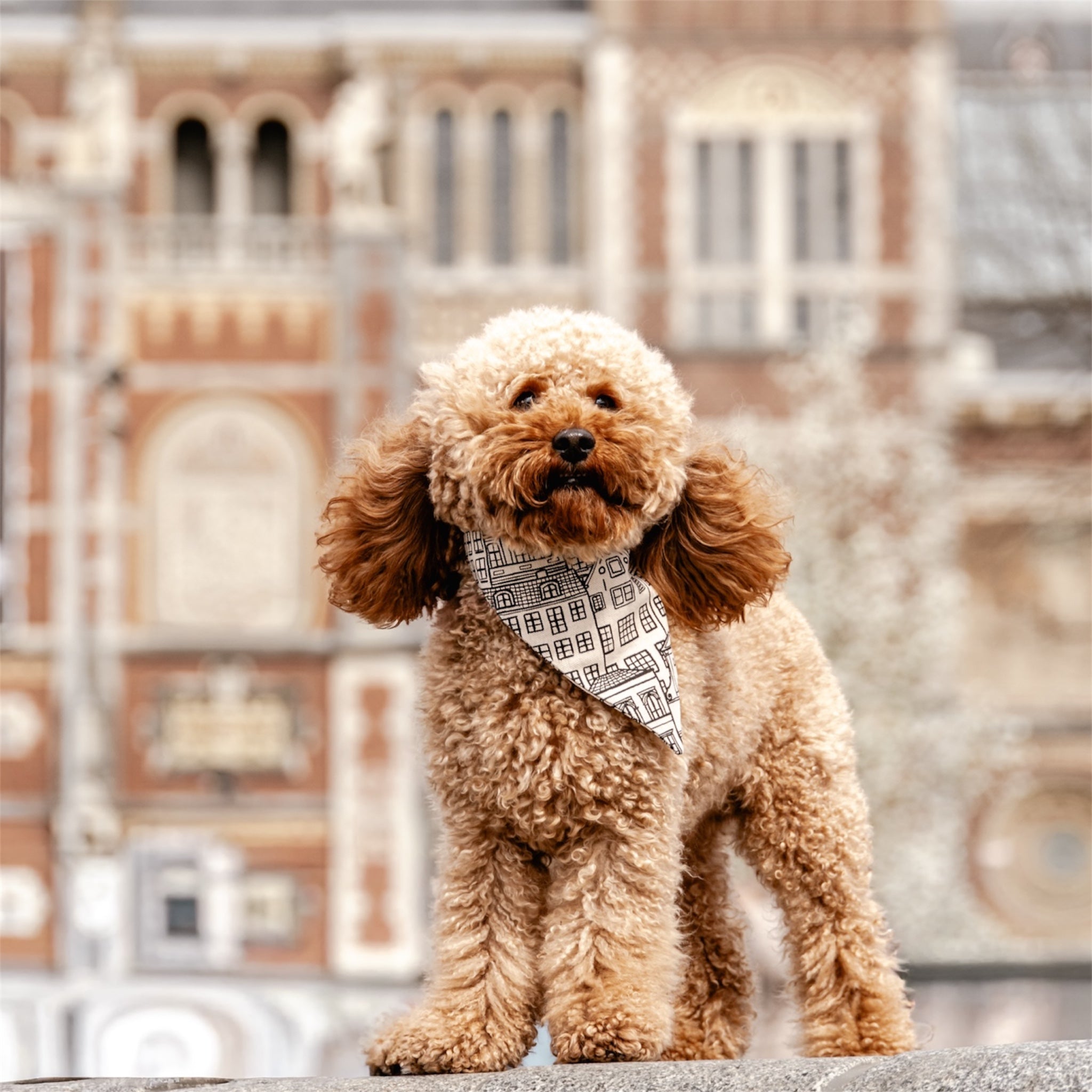 A poodle wearing Amsterdam Canal Houses bandana in front of Rijskmuseum.