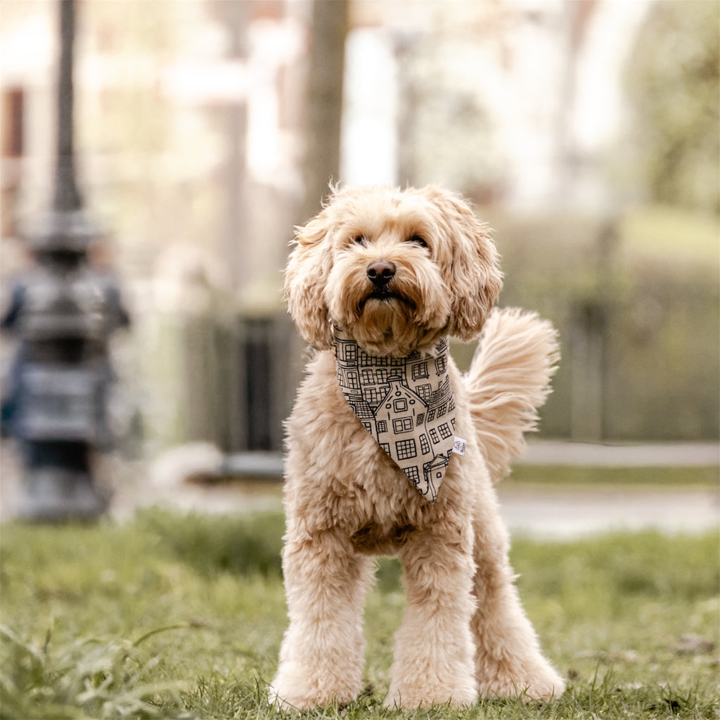 A doodle wearing Amsterdam Canal Houses bandana in Amsterdam.