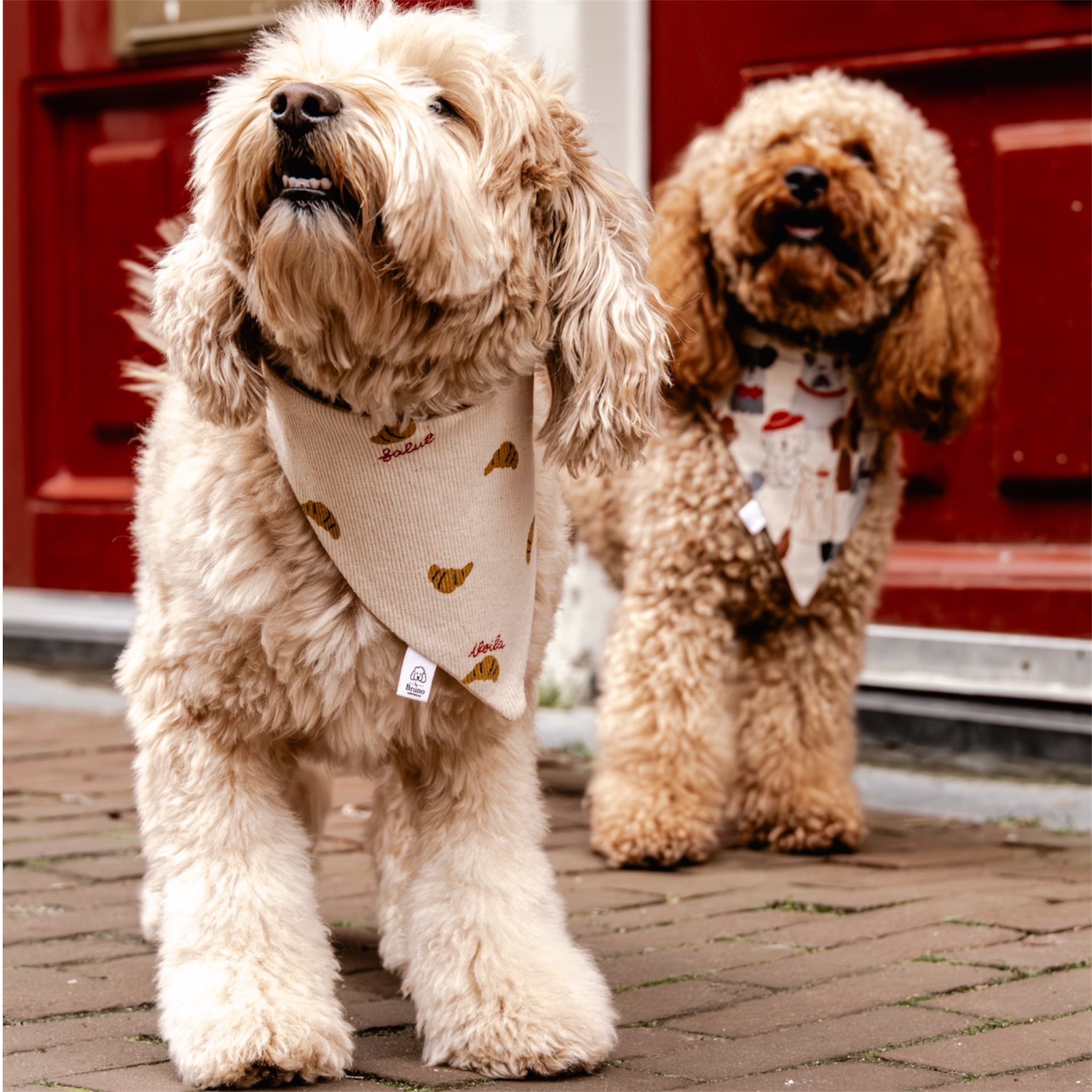 A doodle wearing the Croissants bandana and a poodle wearing the Cute Dogs bandana in front of a red door.