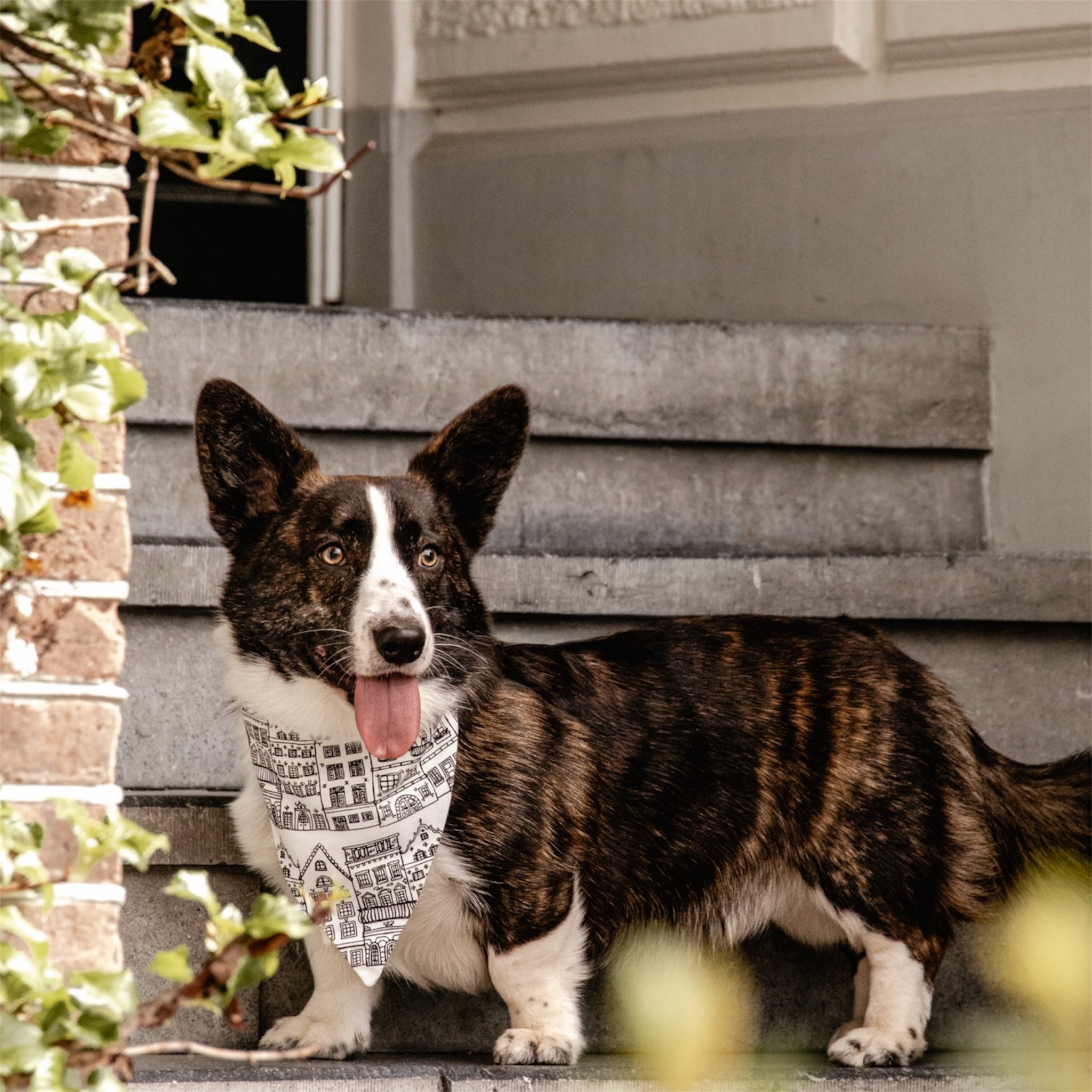 A corgi wearing the Amsterdam bandana standing on stairs.