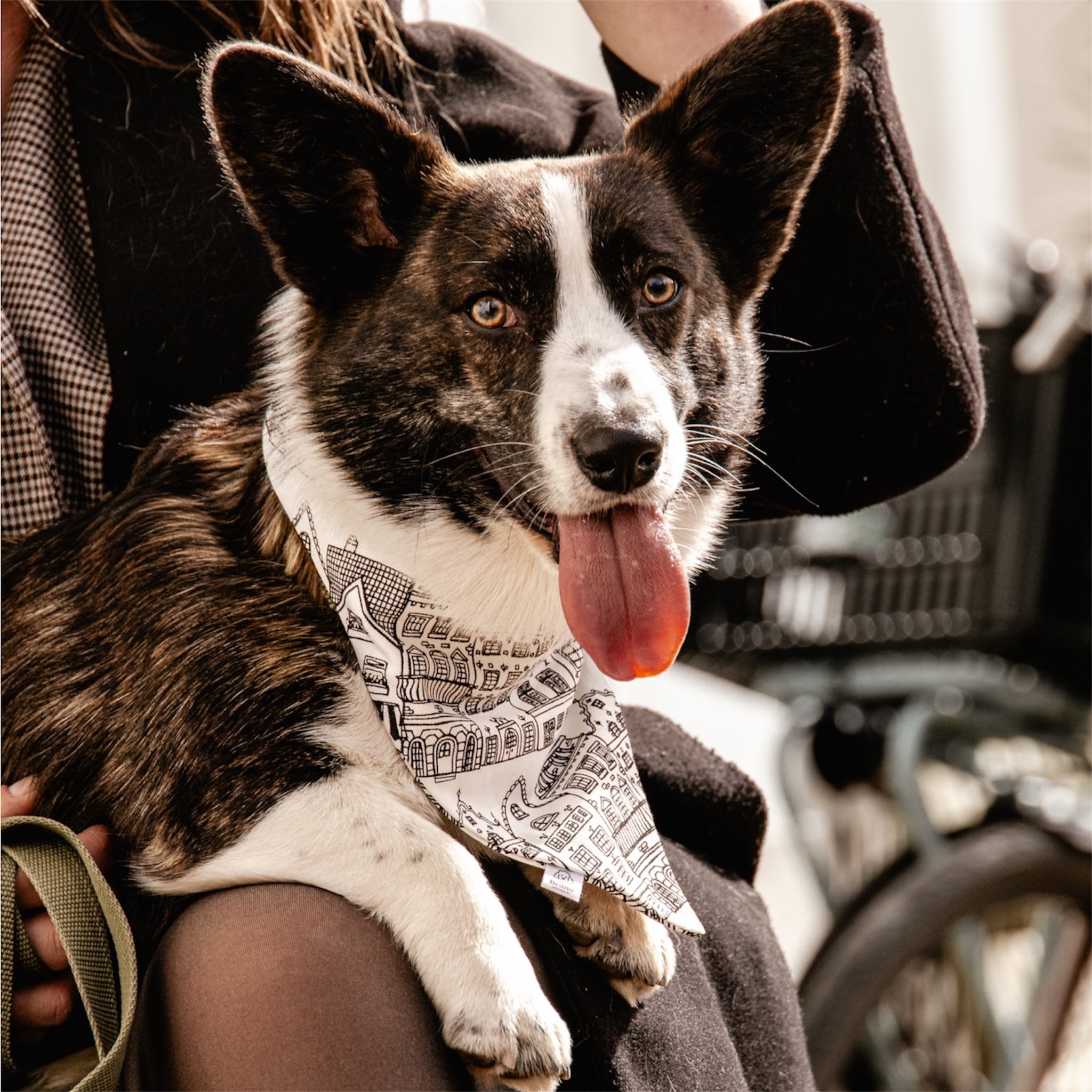 A corgi wearing the Amsterdam bandana sitting on a woman's lap.