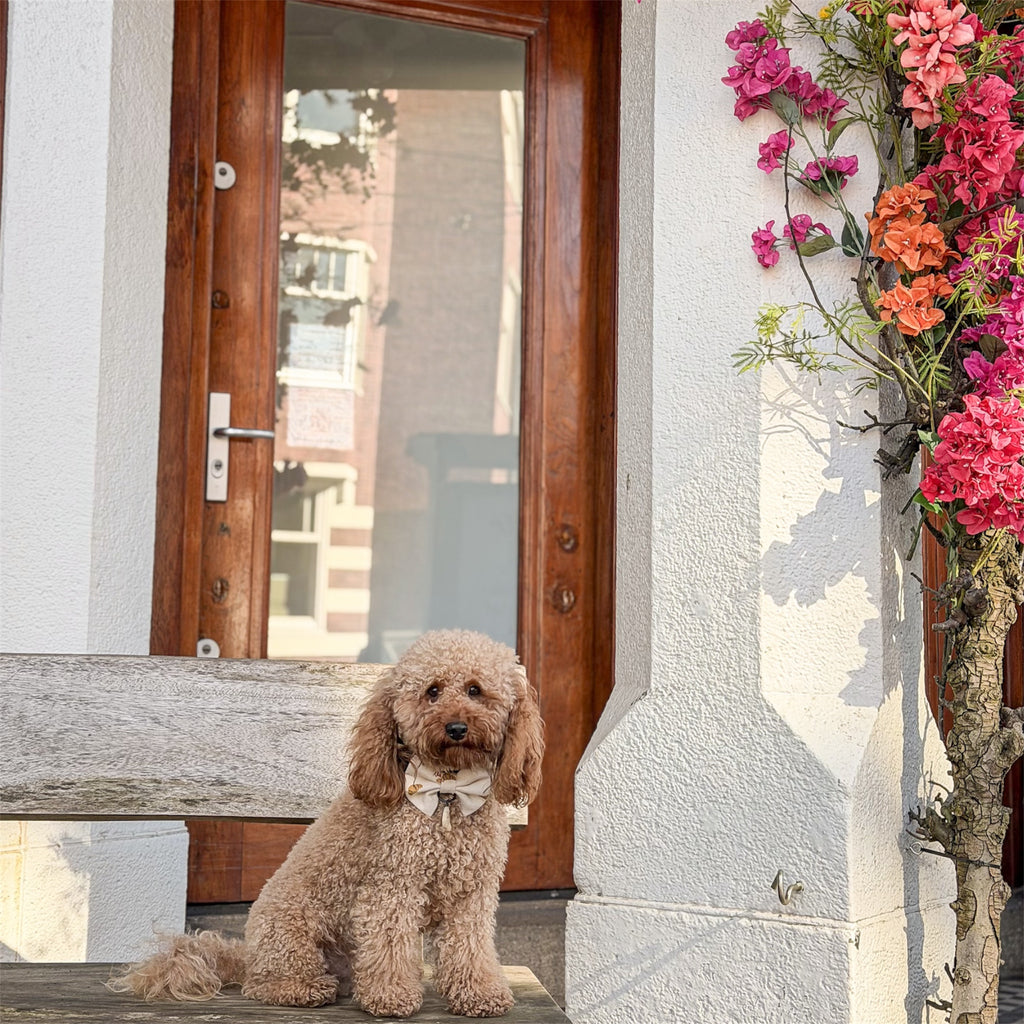 A poodle wearing the Croissants bow sitting on a bench with pink and orange flowers and a door in the background.