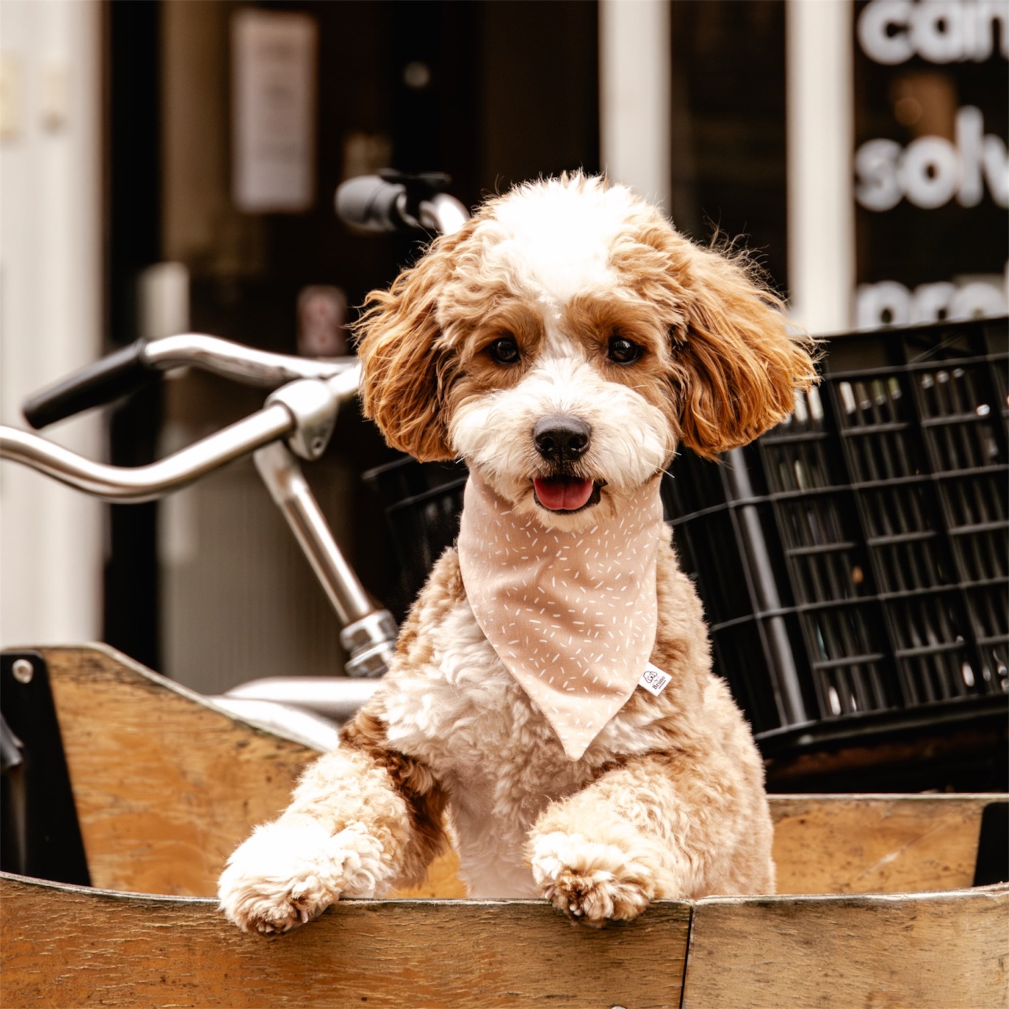 A maltipoo wearing the Wish bandana in a bicycle with a bucket.