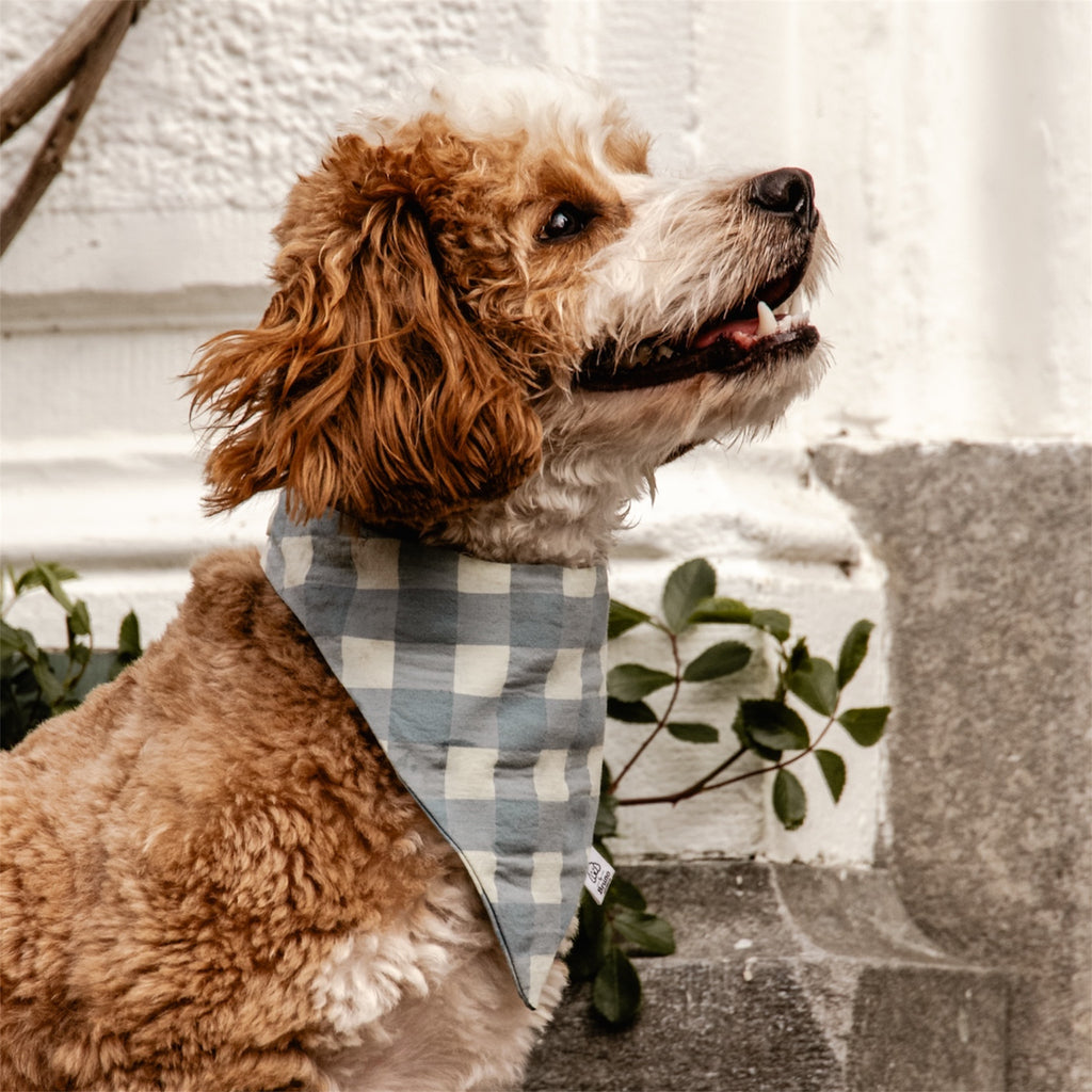 A maltipoo wearing Riviera Check bandana in front of a white wall.