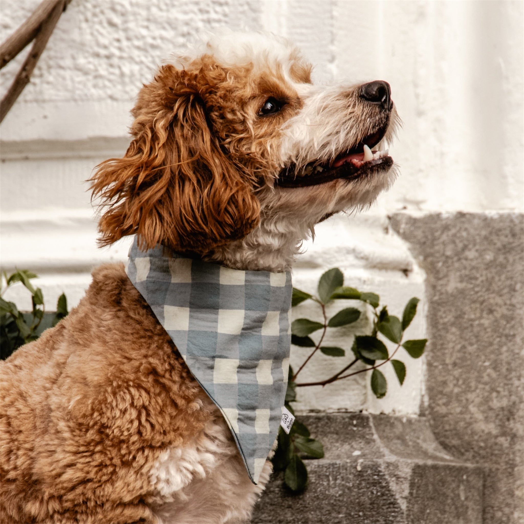 A maltipoo wearing Riviera Check bandana in front of a white wall.