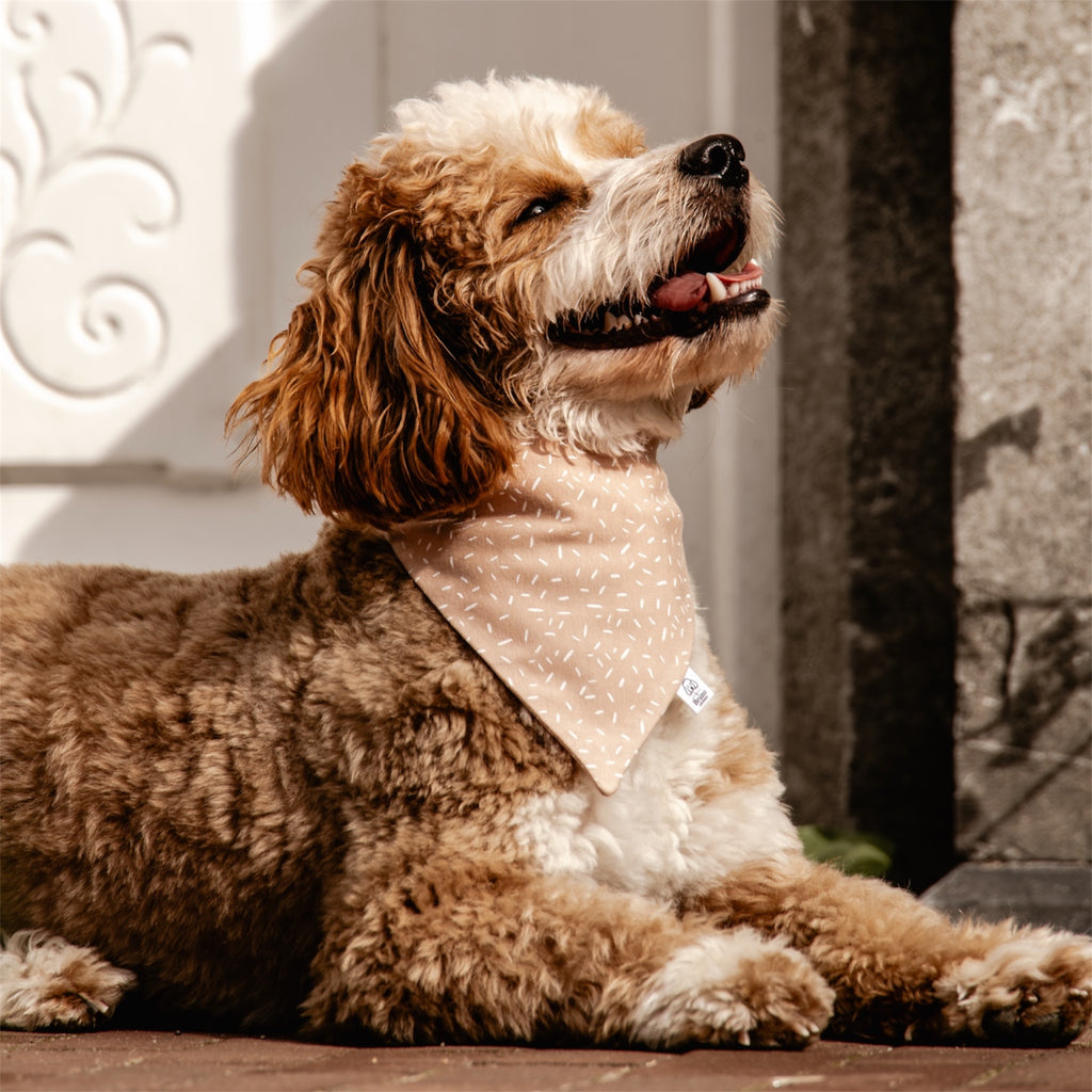 A maltipoo wearing the Wish bandana in front of a white door.