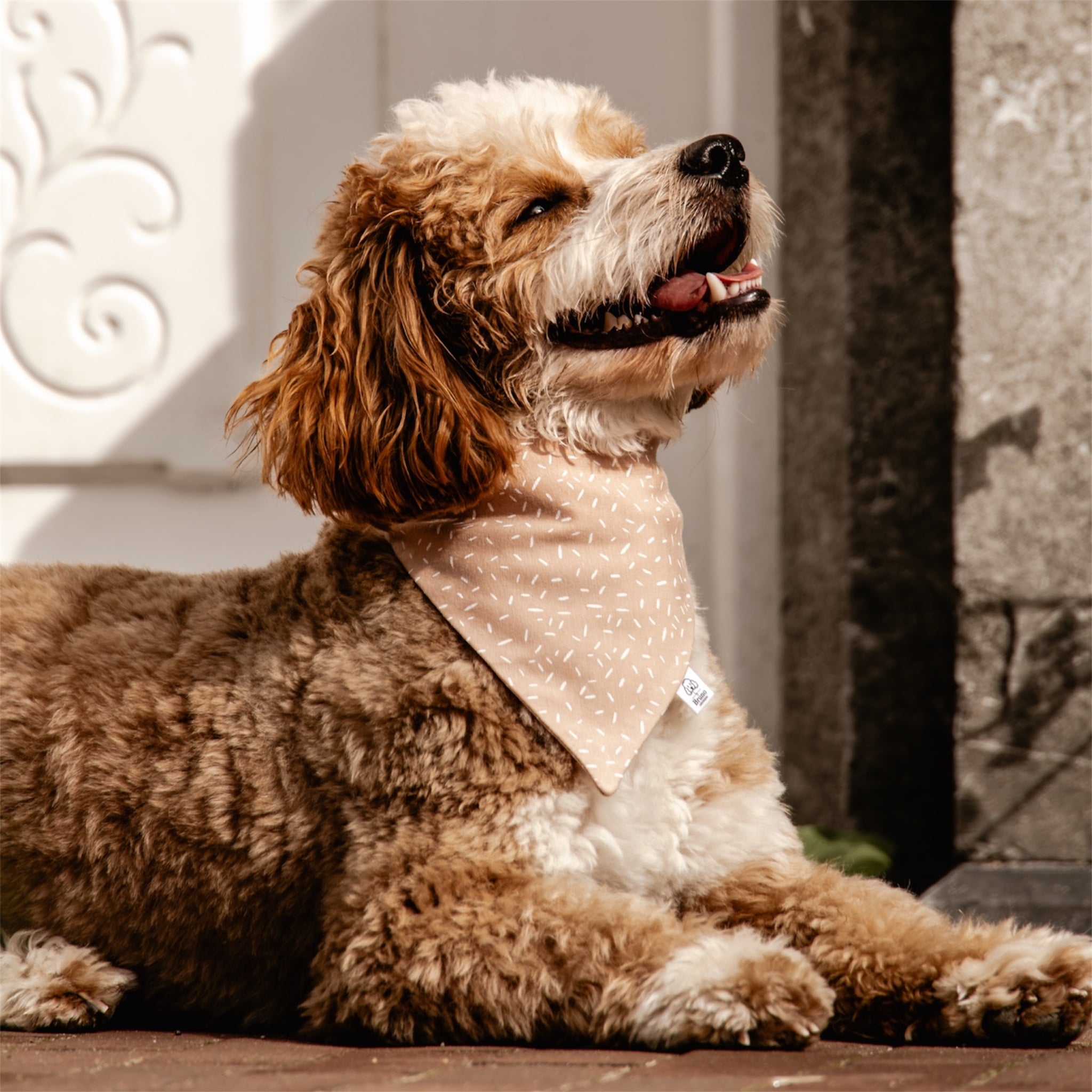 A maltipoo wearing the Wish bandana in front of a white door.