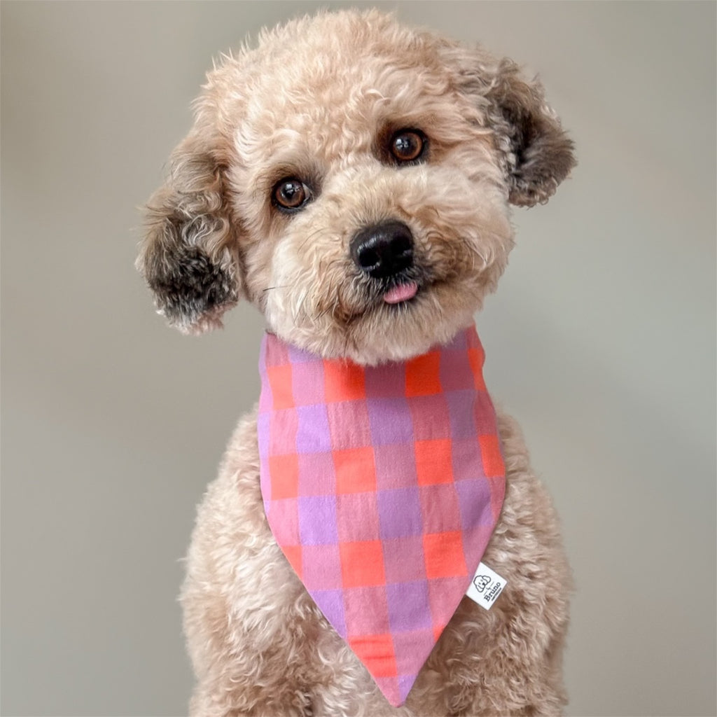 Poodle wearing a Provence check bandana.