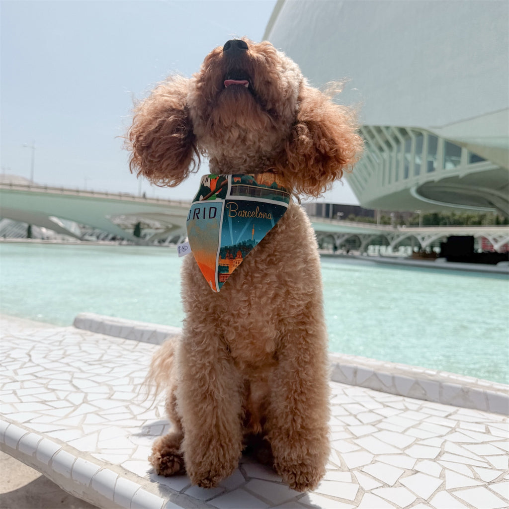Brown poodle wearing the Postcards of Spain bandana with in Valencia.