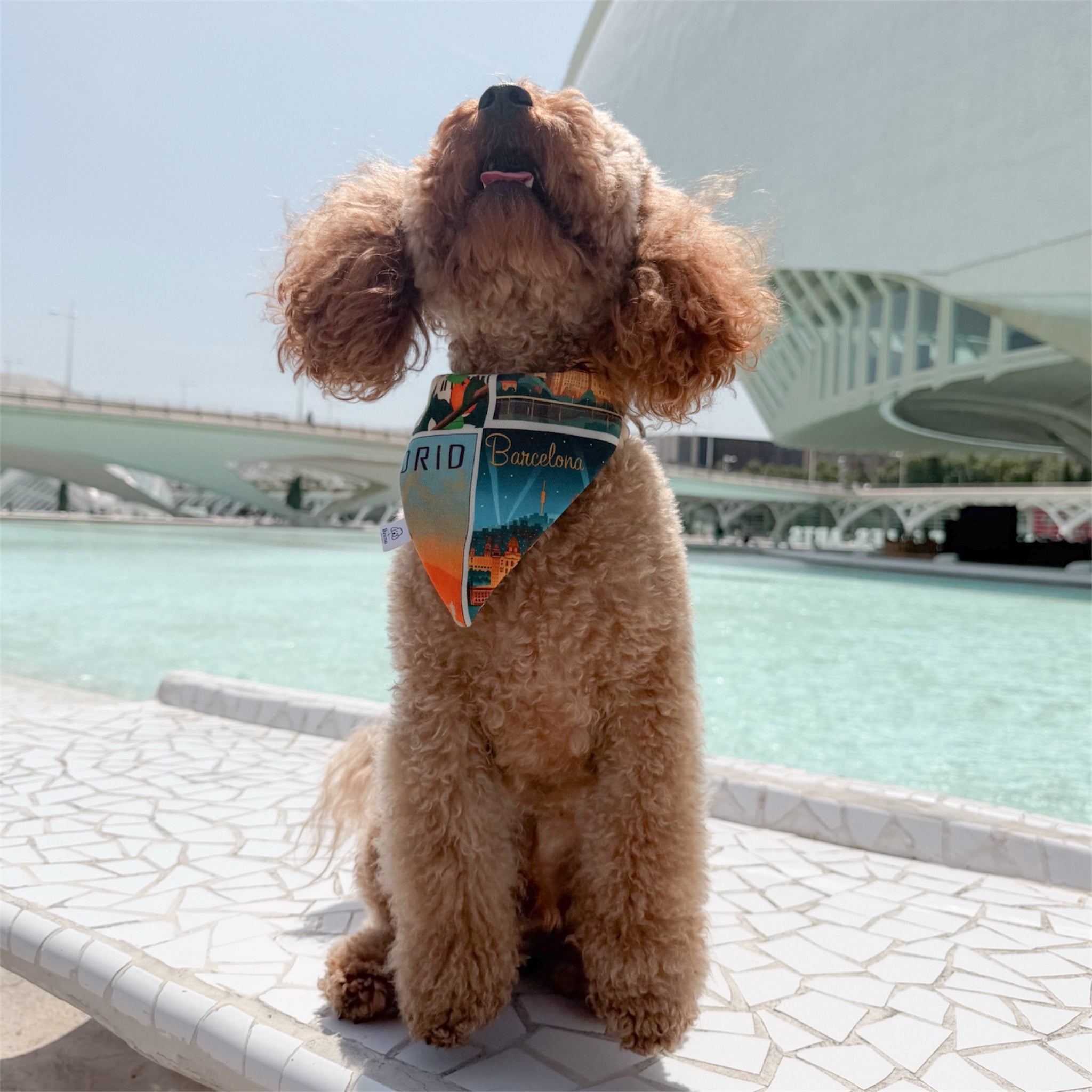 Brown poodle wearing the Postcards of Spain bandana with in Valencia.