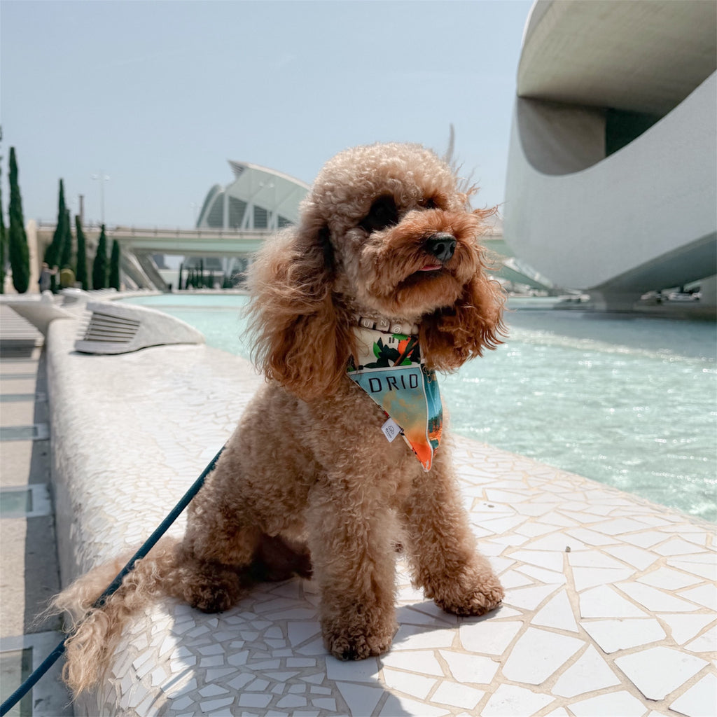 Brown poodle wearing the Postcards of Spain bandana with in Valencia.